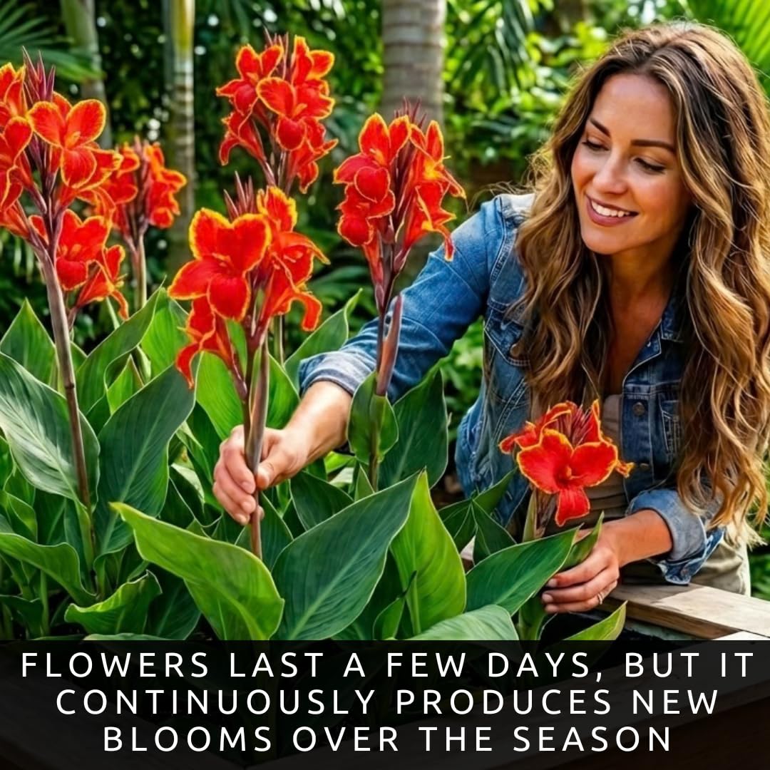 Lucifer Canna Lily Bulbs for Planting – Bright Red Flowers with Golden Yellow Edges – Tropical Summer Blooming Plants – Premium Canna Rhizomes (3 Bulbs)