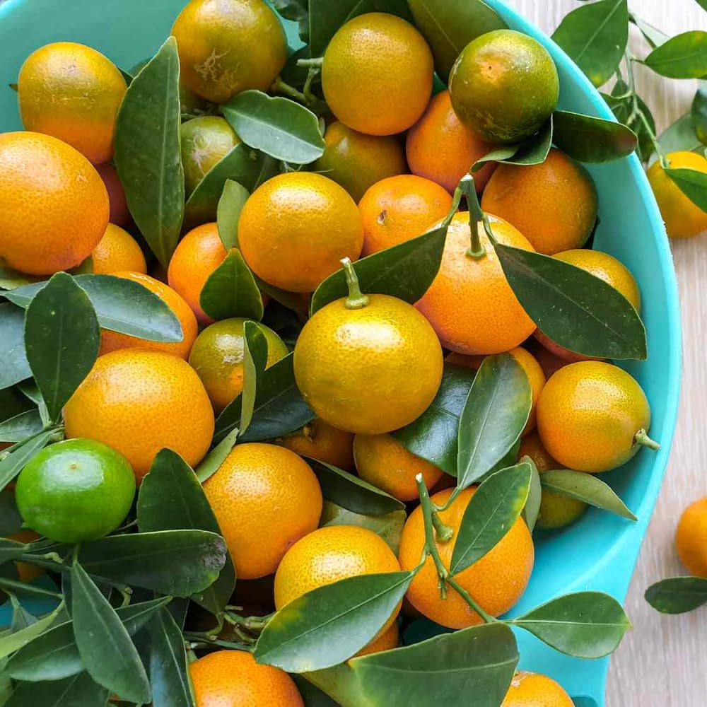Calamansi Tree in 3 Gallon Pot, Fruit Bearing Live Calamondin Citrus Fruit Plant, Calamansi Kalamansi Tree for Planting Patio Garden