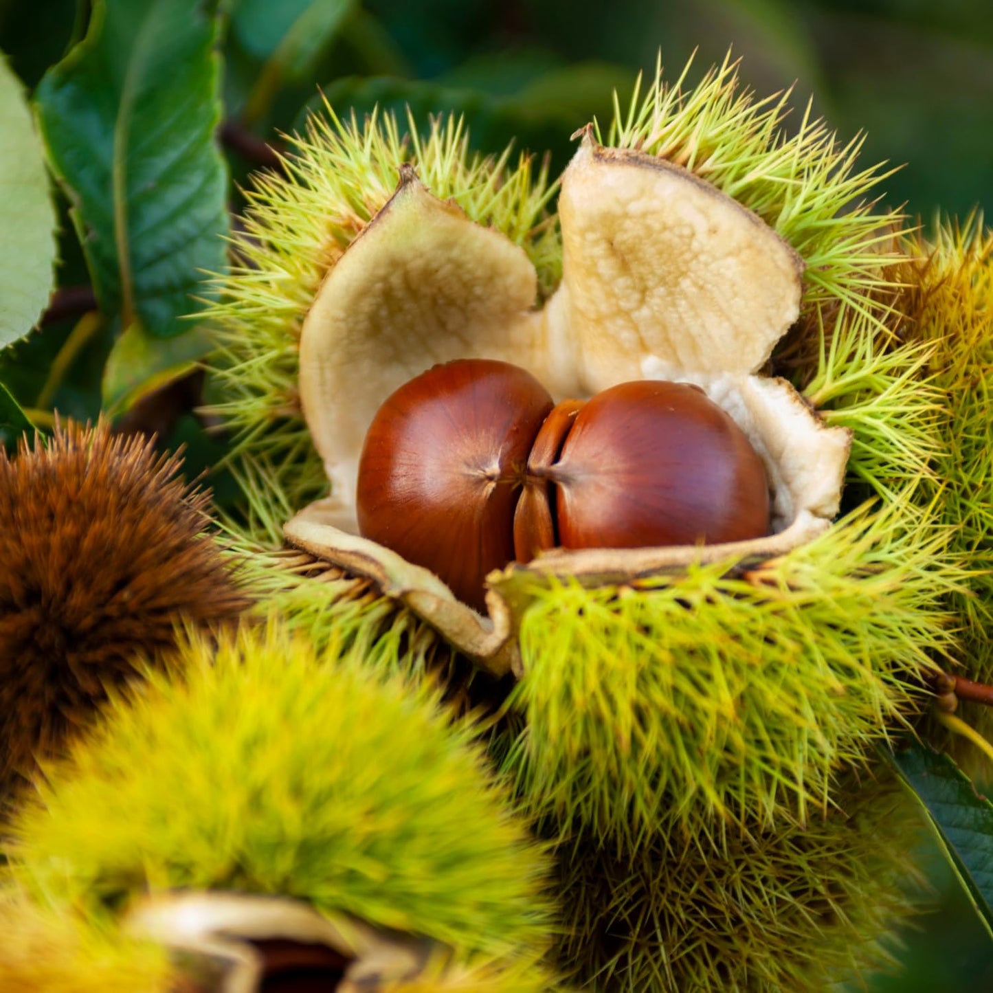 Chestnut Tree Live Plant 6–12 Inches Tall, Edible Nut Tree Seedling, Outdoor Garden Tree for Growing