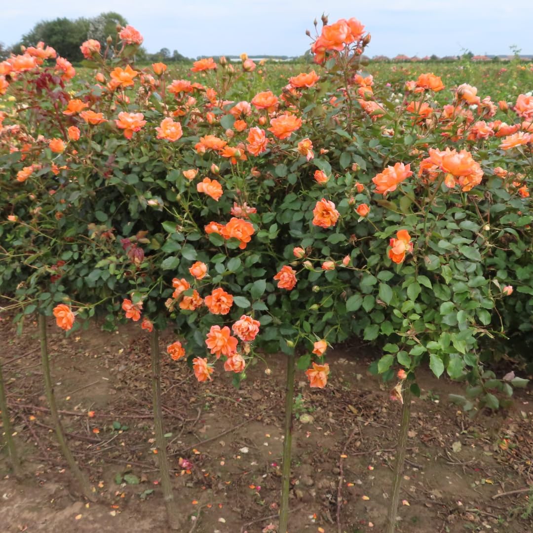 Honey-Apricot Rose Bushes Ready to Plant, Climbing Roses Live Plants Fragrant, 6-8 Inc Tall in Pot, Year-Round Blooming, Can Grow as Bush or Climber