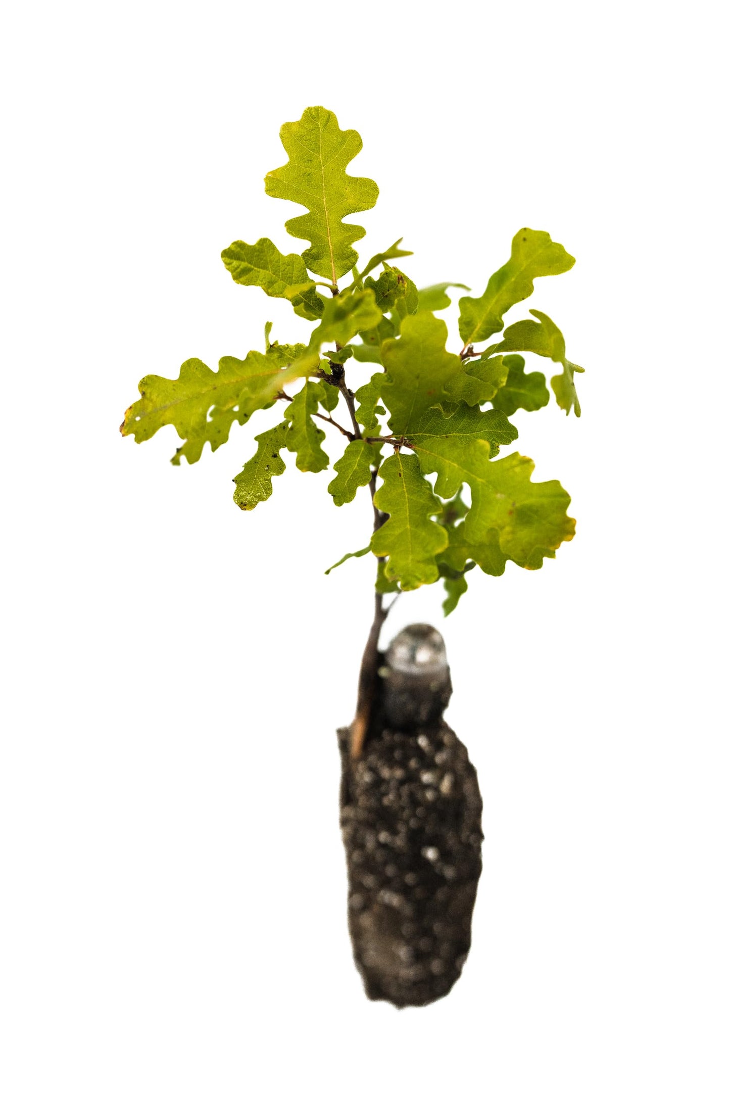 Valley Oak | Medium Tree Seedling | The Jonsteen Company
