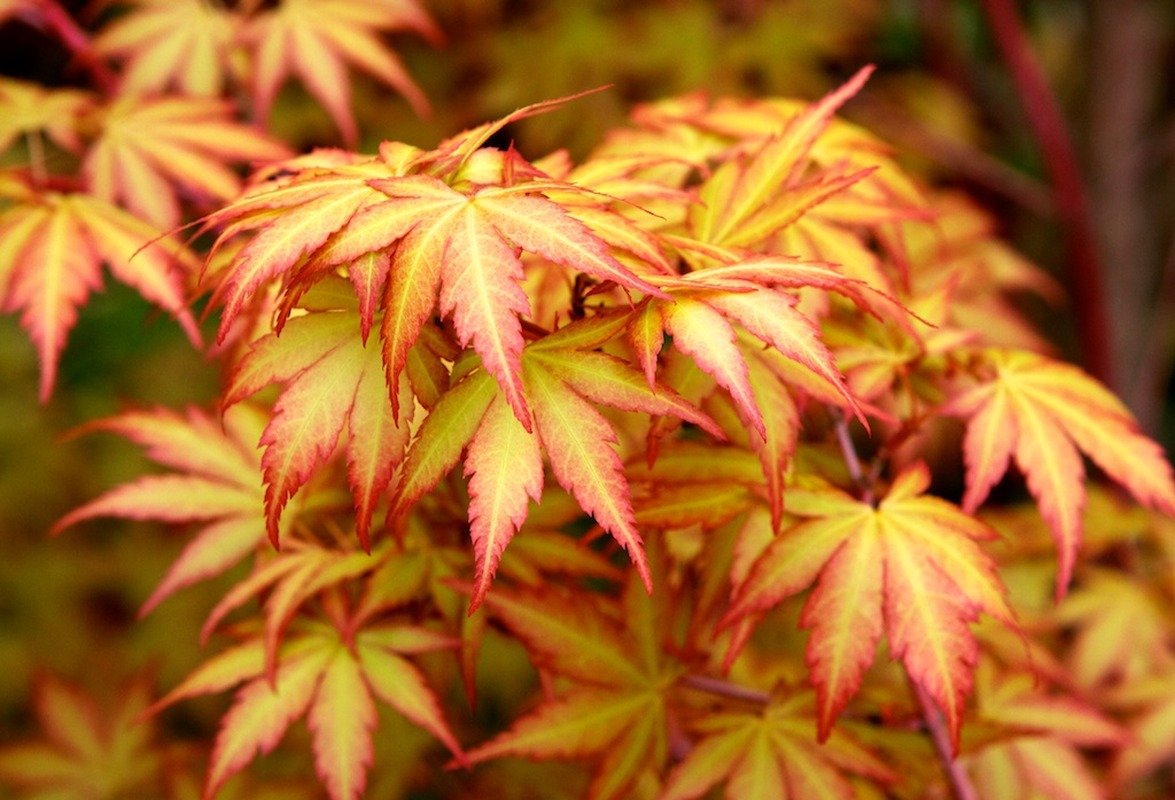 Coral Bark Japanese Maple Acer palmatum Sango Kaku 3 -Year Live Plant Brilliant Red Bark is Bright red, Year Round Beauty with a Spectacular Range of Leaf Color