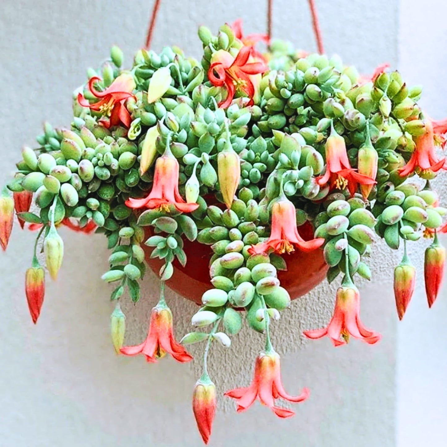 2" Pot Cotyledon Pendens Succulent Plant Live, Trailing Succulent House Plant for Home Office Decoration, Rare Indoor Live Plant