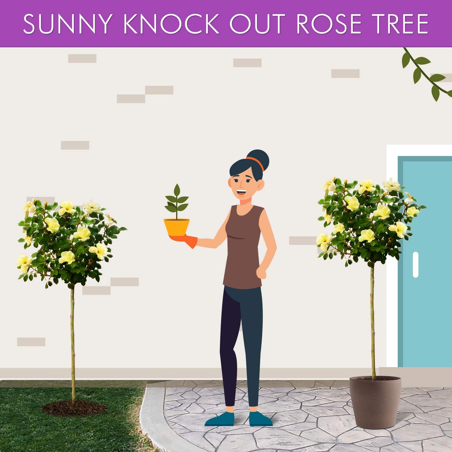 Brighter Blooms - Sunny Knock Out® Rose Tree, 3-4 ft. - No Shipping to AK, AZ, HI