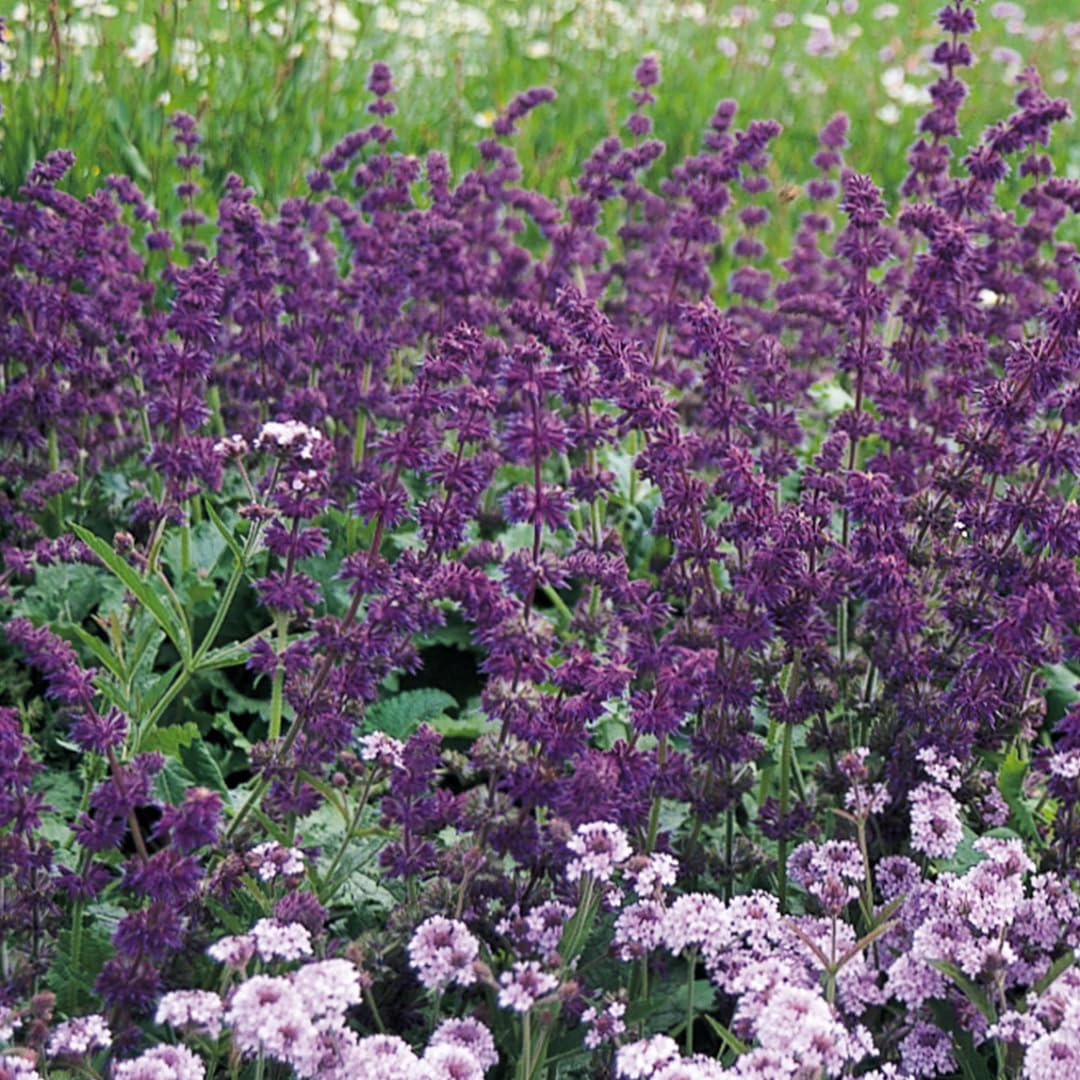 Violet Blue Purple Sage Live Plant, Salvia Plant Live Herb for Grow Indoors Outdoor in 3 Inch Pot