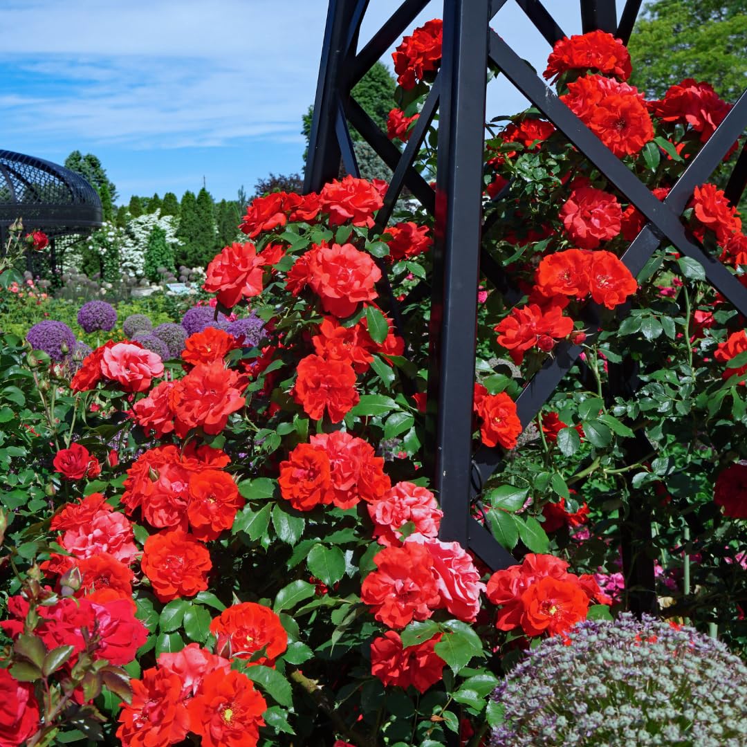 Red Climbing Rose Live Plant, Can Grow As Rose Bushes Shrubs, Fragrant Ready to Plant, Starter Size, 5 to 10 Inc Tall, Dormant in Winter