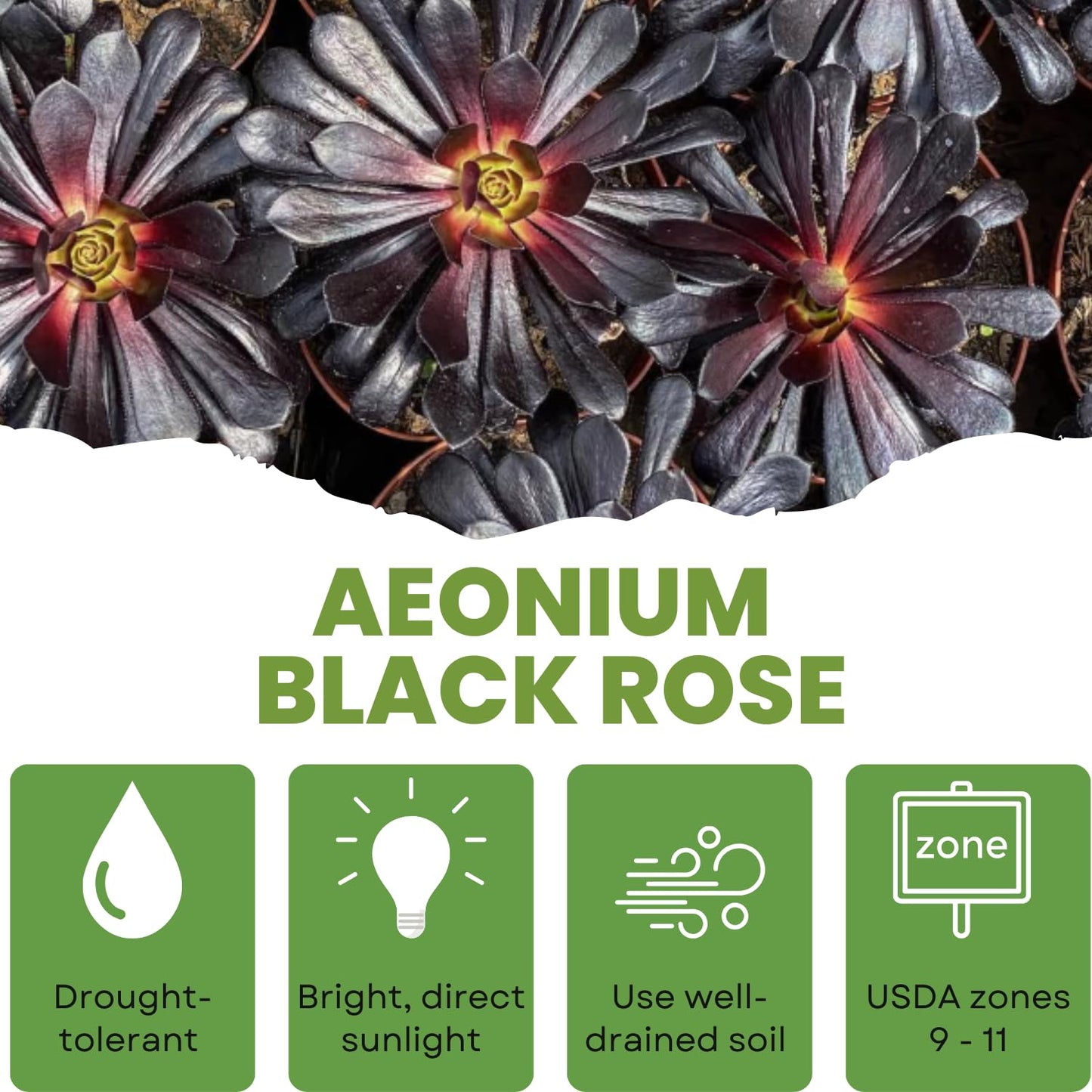 Easy Care Aeonium Plant Live 4” Pot, Rare Succulents Plants Live, Well Rooted, Easy Care House Plants (Black)