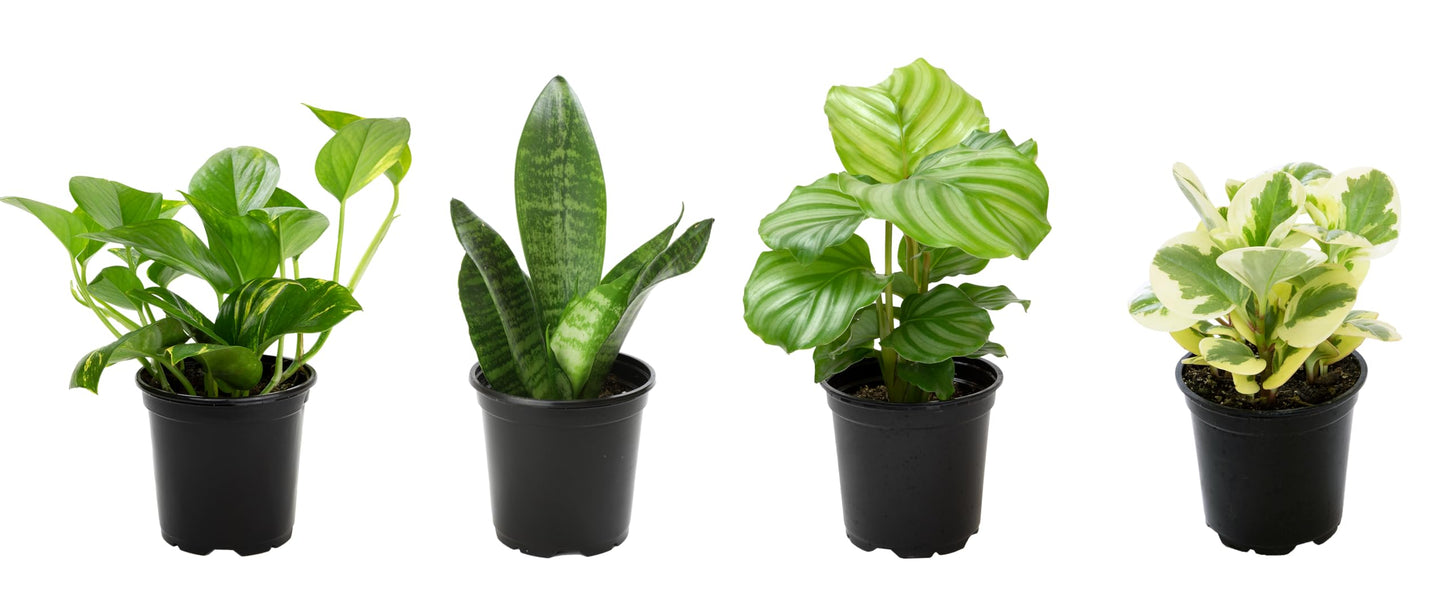 Essential Houseplant Collection (4PK) in 4.25" Grower Pots, Easy Air Purifying Plant Pack with Pothos, Syngonium, Philodendron, & More Popular Live Houseplants for Beginners by Plants for Pets