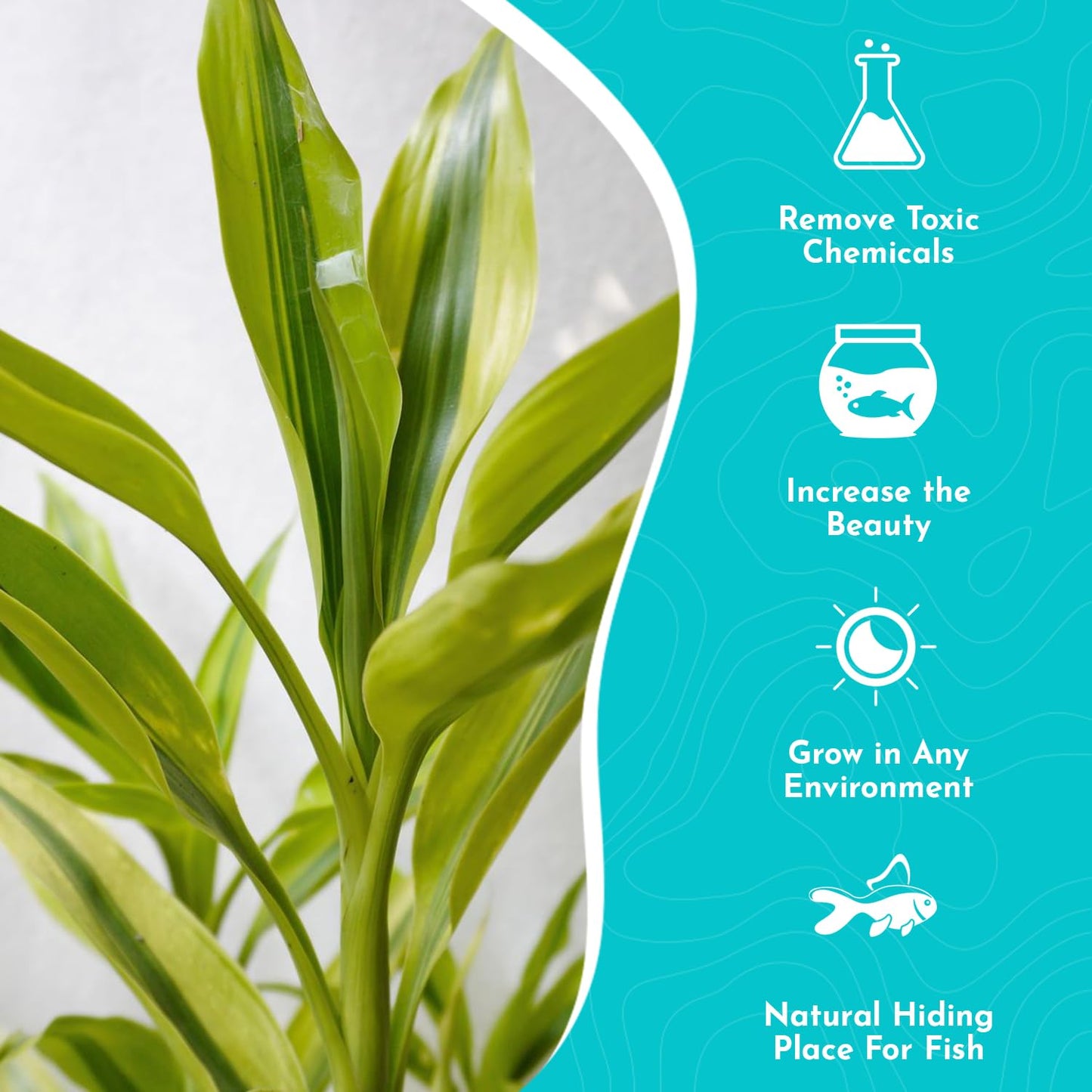 Canton Aquatics Lucky Bamboo 5 Pack - 8 Inches Tall Bamboo Plant, Real Plants Indoor Decor, Perfect Small Plant for Home and Office, Live Bambu, Easy to Grow Dracaena Sanderiana