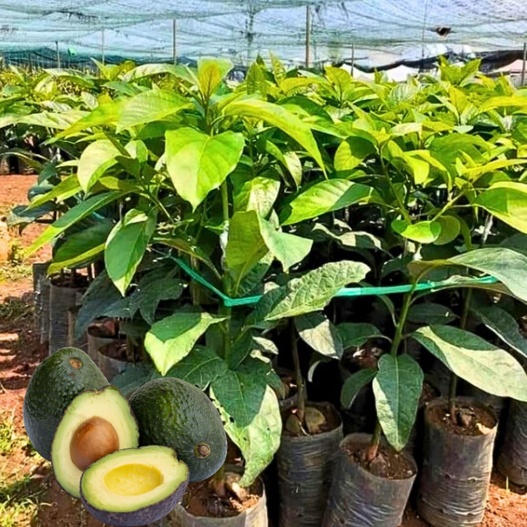 Live HASS Avocado Tree, Grafted Fruit Tree, 1-2 Feet Tall, Hardy Avocado Variety, Ready for Planting, No Ship to CA