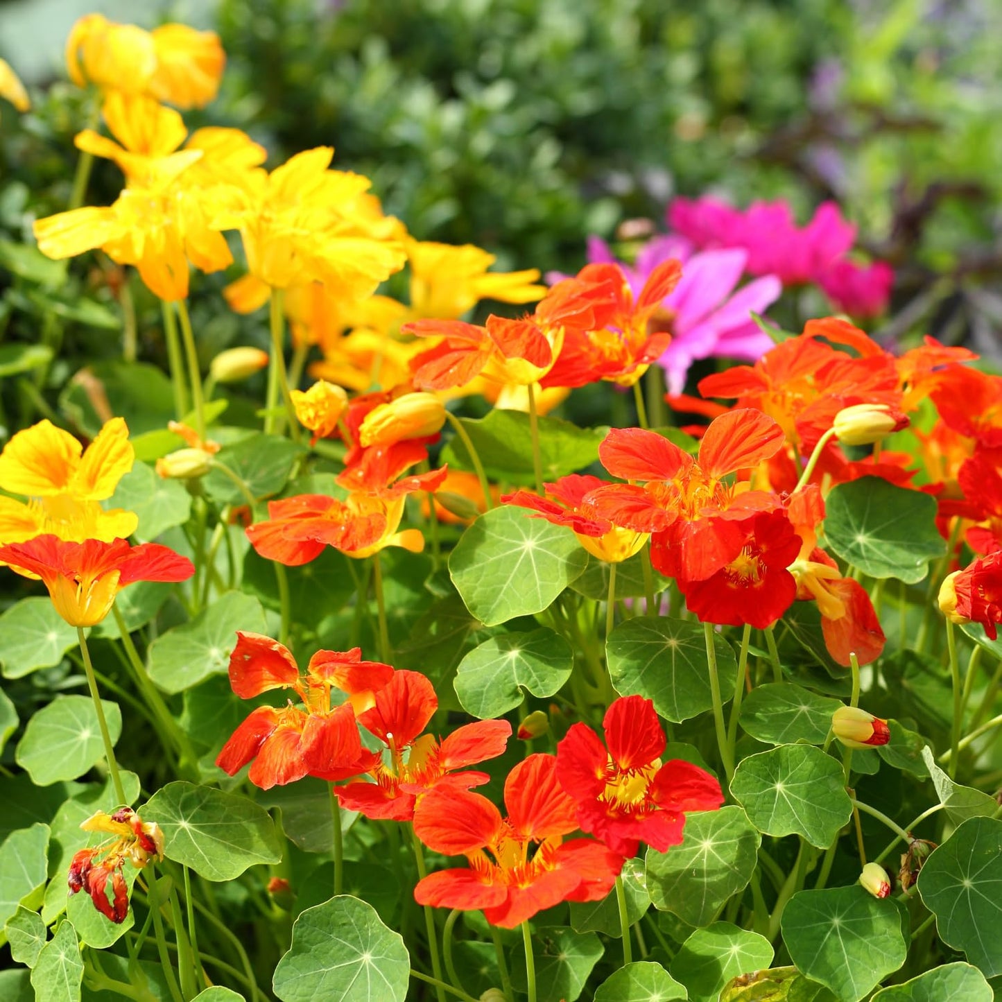 Nasturtium Live Plant in 4 Inch Pot, 4-6″ Tall Nasturtium Flower Starter Plant for Planting, Flower Vine Plants, Well Rooted
