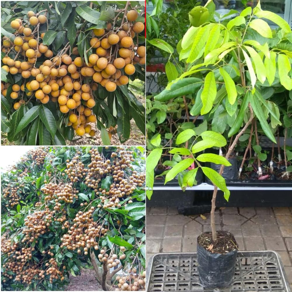 1 Year Old Longan Tree Live Plant, Well-Rooted for Zones 9-11, 8-10 Inches Tall in 4 Inch Pot, Tropical Fruit Tree for Indoor or Outdoor Growing
