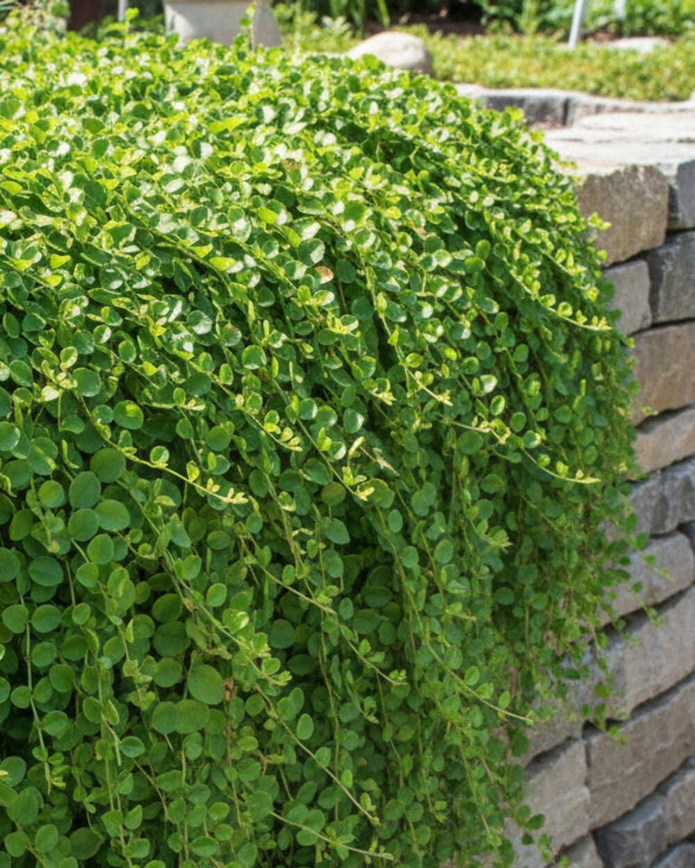 Perennial Farm Marketplace Lysimachia nummularia (Creeping Jenny) Groundcover, 1 Quart, Green Leaves with Yellow Flowers