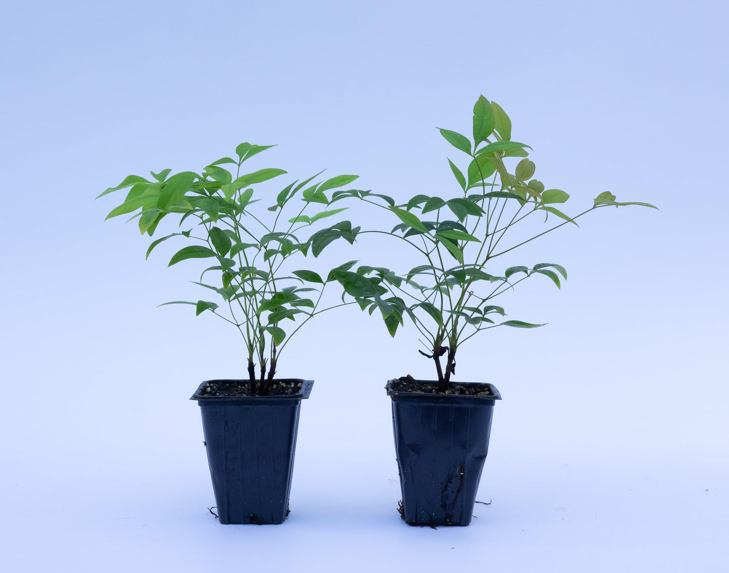 2 Heavenly Bamboo, Live Plants (Nandina Domestica), 2.5” Nursery Cubes, Striking Foliage