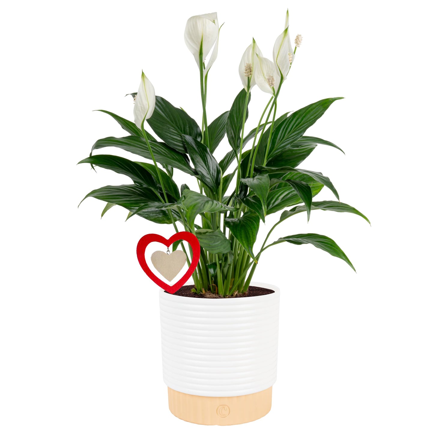 Costa Farms Peace Lily Live Indoor Plant, Spathiphyllum in Decorative Pot, Easy Care Houseplant, Natural Air Purifier, Flowering Office or Home Decor, Gift, 14-24 Inches Tall