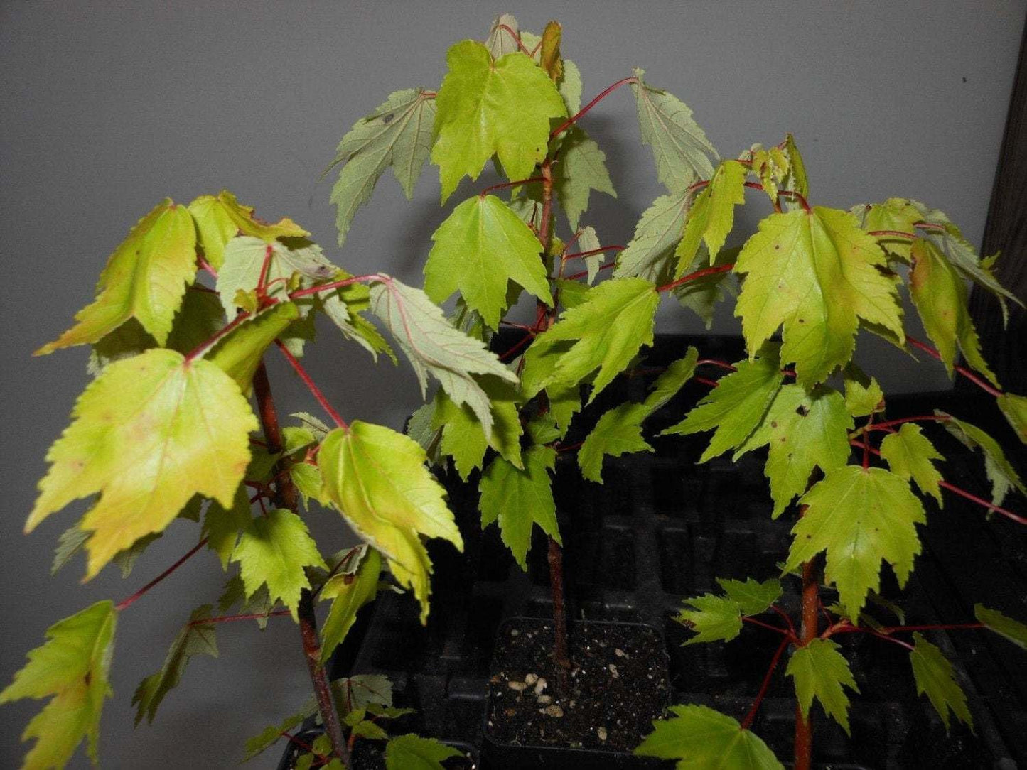 Live Plant - Red Maple Tree - Live Plant - 12-16" Tall Seedling - Quart Pot - Acer Rubrum
