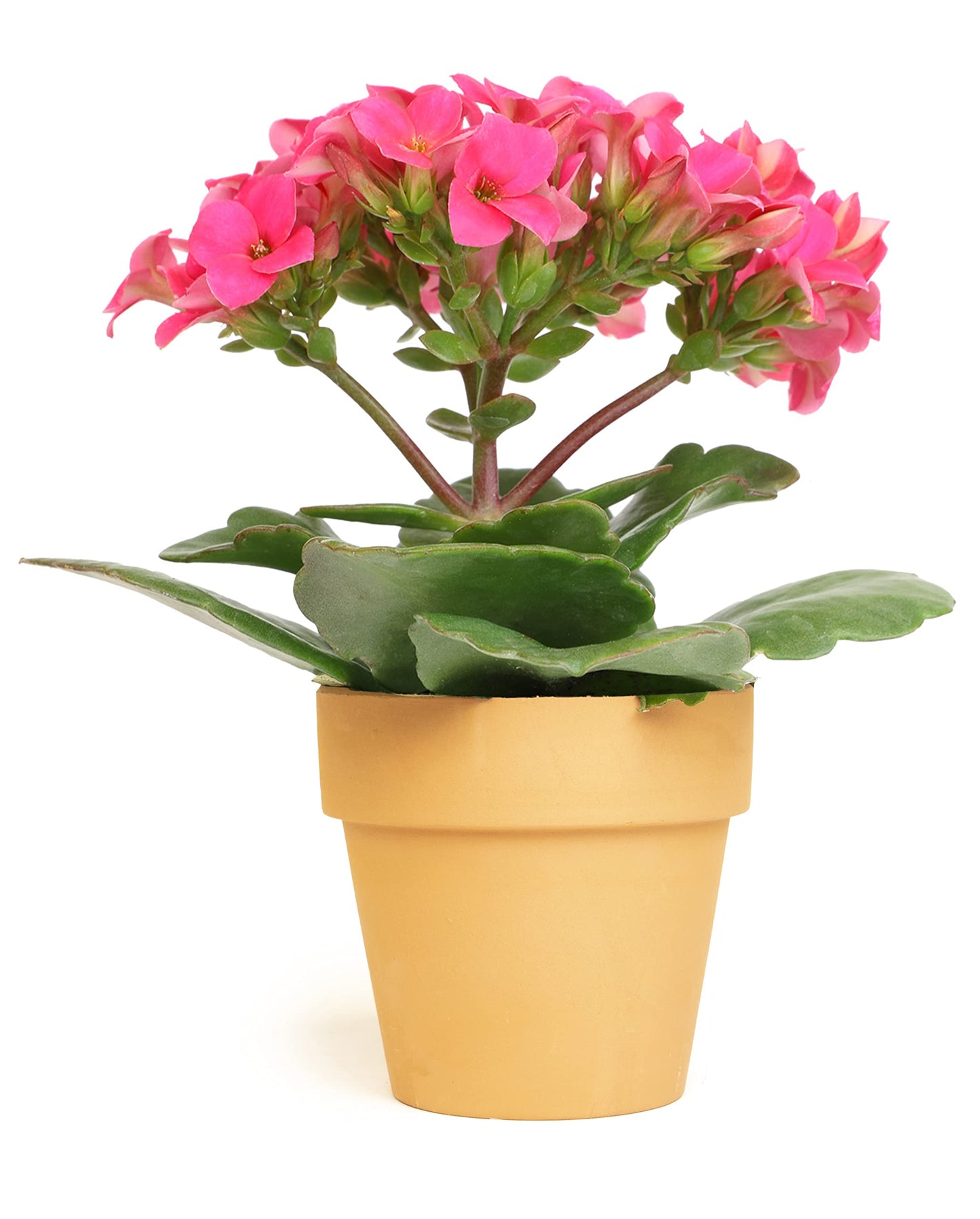 Kalanchoe Plant Succulents Plants Live Houseplants, Live Succulents Live House Plants in Clay Pots, Succulent Plants Live Plants Indoor Plants, Live Succulent Plant Lover Gifts by Plants for Pets