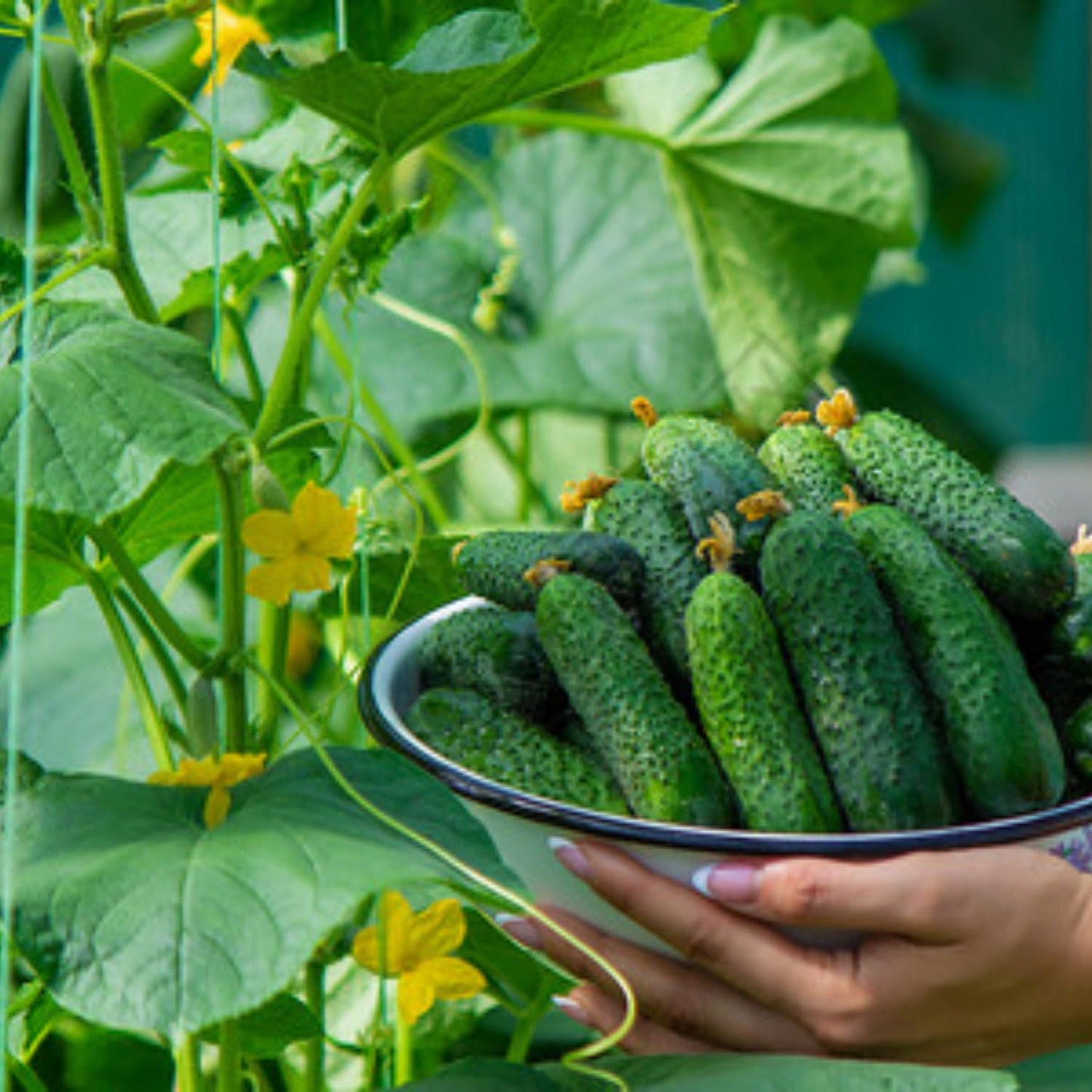Set of 2 Live Green Cucumber Plants, 3 to 5 Inches Tall, Cucumber Plants Live, 4 Inches Pot, Cucumber Live Plants, Cucumber Starter Plants for Growing, Easy to Plant Outdoor