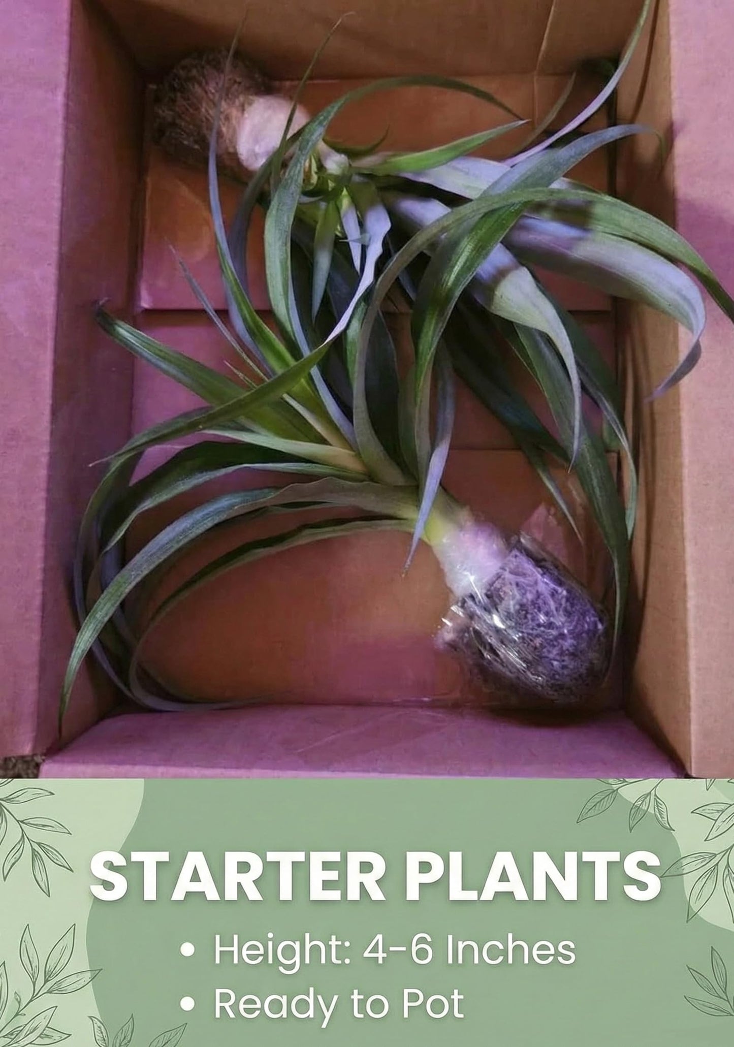 2 Pineapple Kauaʻi Sugarloaf Plants - Live Rooted Starters (4-6 Inches) - Rare White Flesh Variety with Edible Core - Low Acid Sweet Tropical Fruit