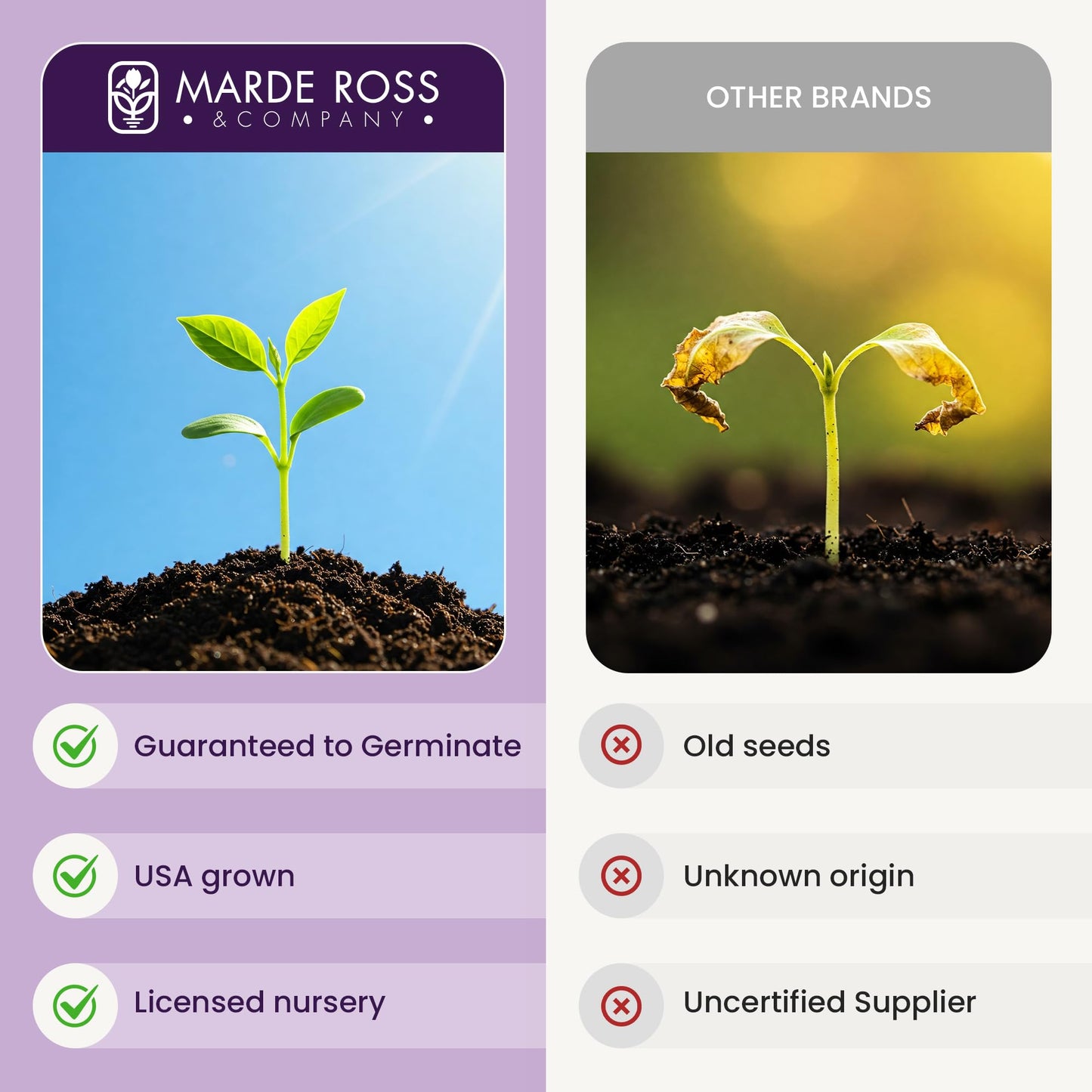 Marde Ross & Company Russell Lupine Seeds Perennial - Grows 40" Tall - Perennial Wildflowers for Winter & Fall Planting - Grown in the USA - 100 Mixed Russell Lupine Seeds