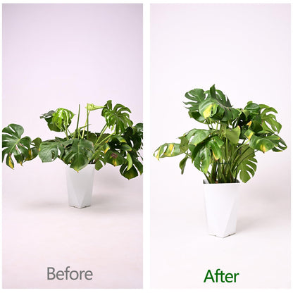 Yohsnor Monstera Plant Stem Support - 5 Pack 6.5"x6.5" Green Metal Stem Stabilizers, Adjustable Ring Clamps for Indoor Plants, Fishbone Cactus, Turtle Shell Bamboo & Climbing Vines