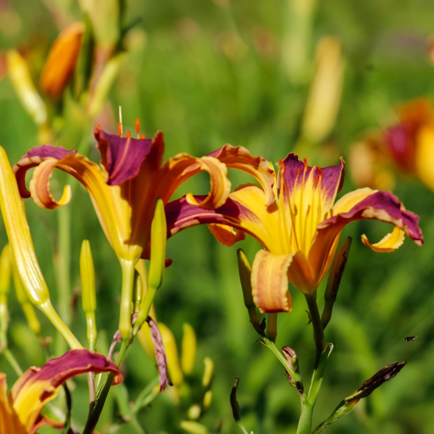 Rare Applique Daylily Flower Bulbs - Perennial Flower Bulbs - Attracts Butterflies and Hummingbirds - Good as Cut Flowers - Naturalizing - Perennializing