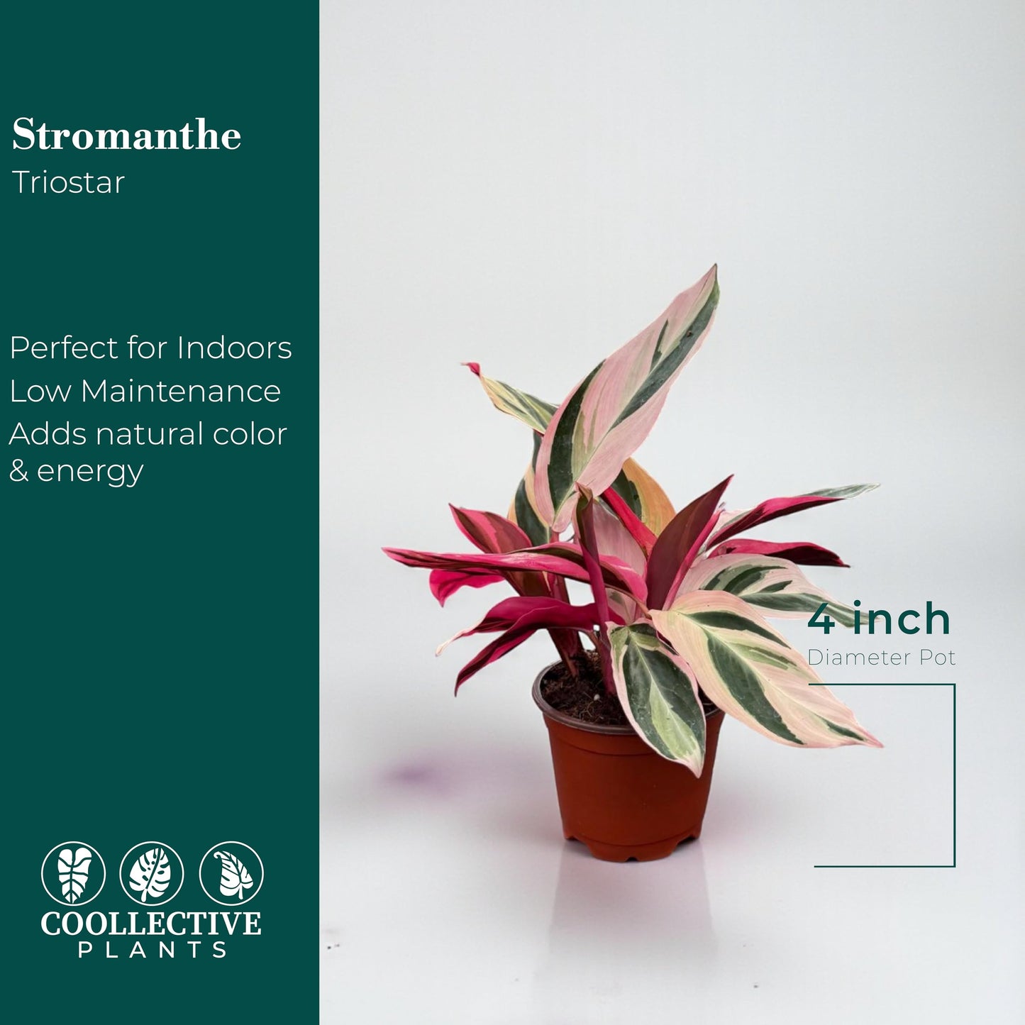 CoollectivePlants Stromanthe Triostar Live Plant in 4″ Growers Pot – Rare Tricolor Houseplant, Easy Care Indoor Plant, Low Maintenance Tropical Foliage for Home or Office