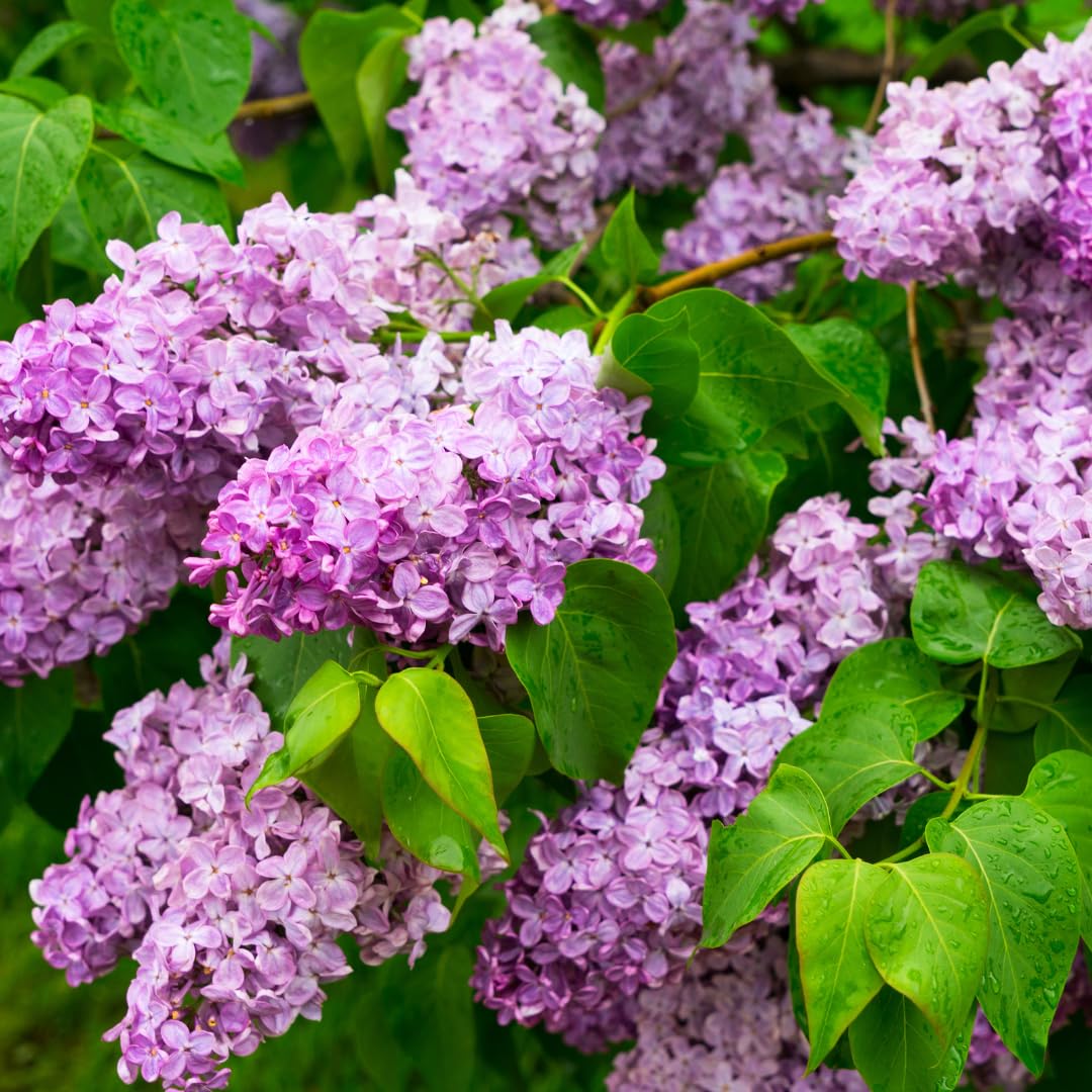 2 Lilac Trees Live Plants, 1 Year Old Well-Rooted Purple Syringa Bushes Seedling,6 to 12 Inches Tall, Fragrant, Zones 3-7