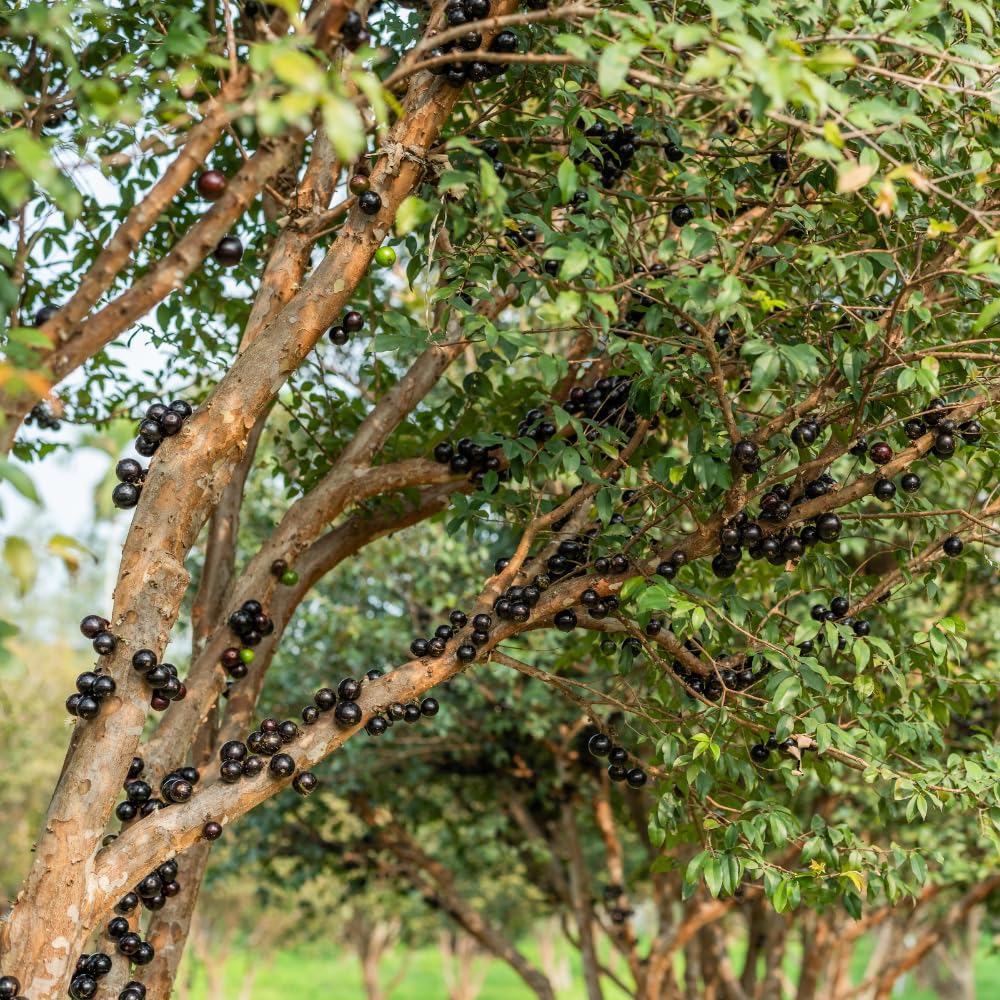 Live Jabuticaba Tree Live Plant | Jaboticaba Fruit Tree 2.5–3 Ft Tall Potted Plant | Hardy Fruit-Bearing Tree for Indoor or Outdoor Growing | No Ship to CA,HI,AK