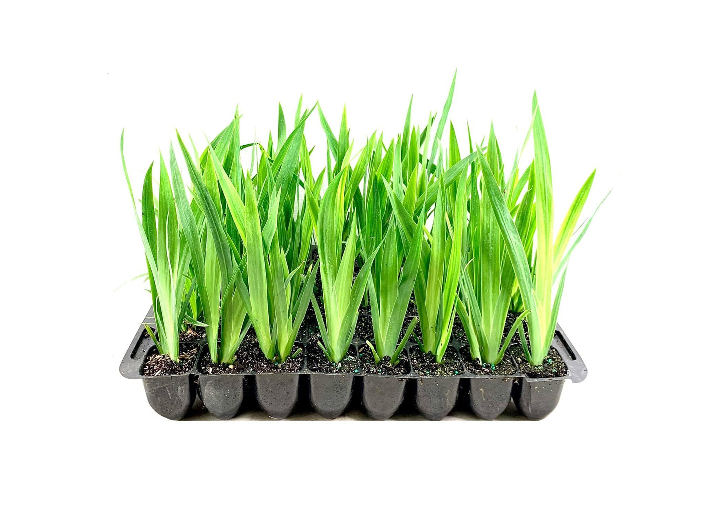 Walking Iris Regina | 10 Live Plants | Giant Apostle Plant | Exotic Fragrant Blooming Specimen