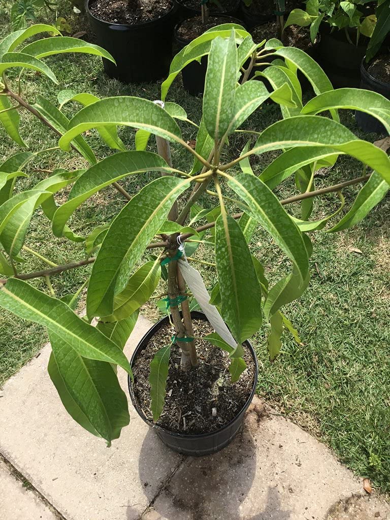 Mango Tree - Live Fruit Tree in a 3 Gallon Pot - Mangifera Indica 'Alphonso' - Tropical Edible Fruit Bearing Tree