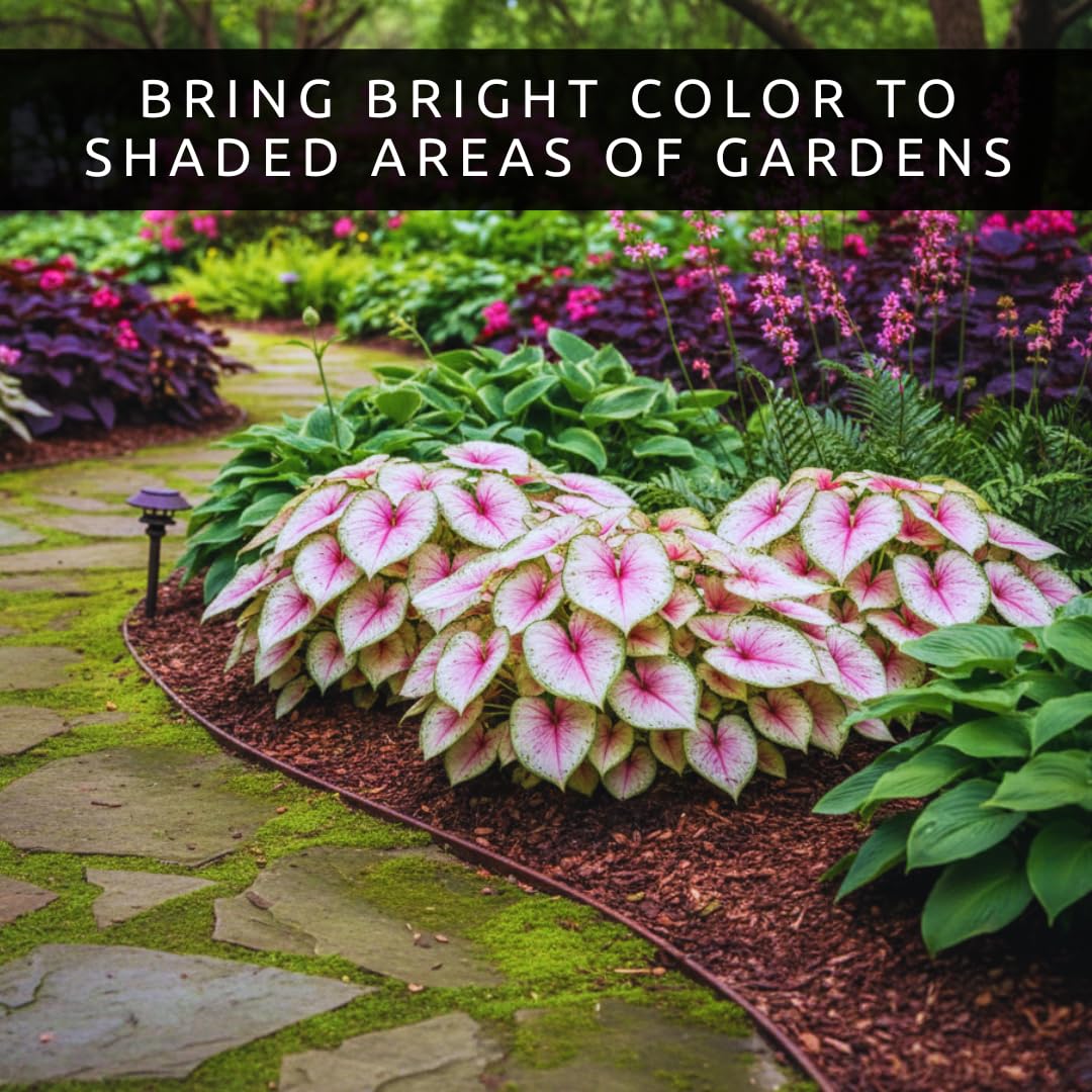 6 Heart and Soul Caladium Bulbs for Planting - Beautiful Spotted Leafs Stand Out - Perennial Hosta, Elephant Ears, Fancy (6 Bulbs)
