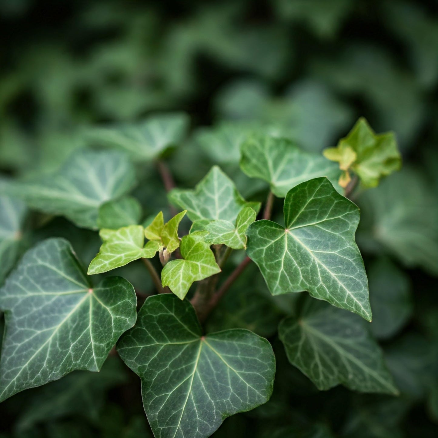 English Ivy Seed Starter Kit | Seeds In A Cup® | Hand Picked Ivy Seeds, Planter with Clear Lid | Gift for Mom, Dad, Kids & You! Made in USA