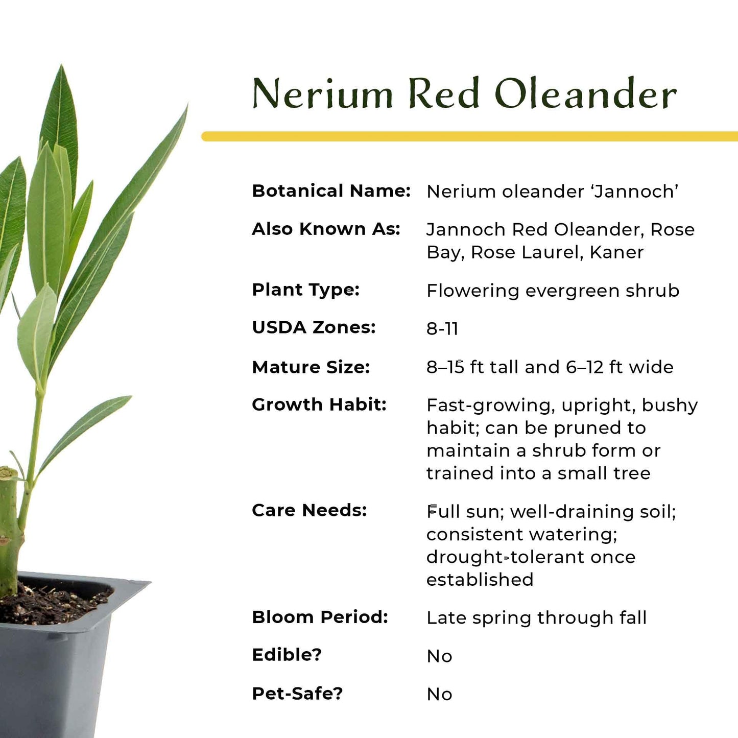 3 Nerium Red Oleander in 2.5” Nursery Cubes (Nerium Oleander ‘Jannoch’) | Red-Flowering Evergreen Shrub or Small Tree for Hedges, Privacy Screens, and Containers | Ready-to-Plant Live Starter Plants