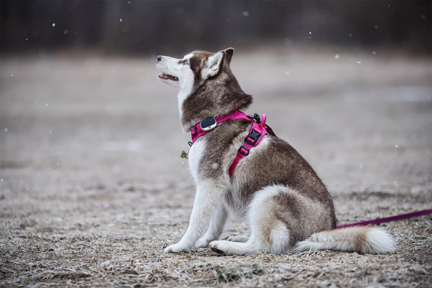 TRUE LOVE Adjustable No-Pull Dog Harness Reflective Pup Vest Harnesses Comfortable Control Brilliant Colors Truelove TLH5651(Fushcia,L)