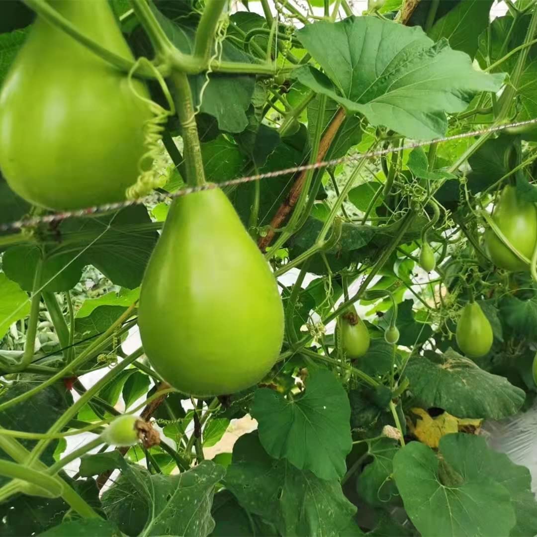 Indian Round Bottle Gourd Seeds for Planting, Easy to Grow Vegetable Seeds for Home Garden, Terrace Gardening, Balcony Planters, and Outdoor Growing (Pack of 25)