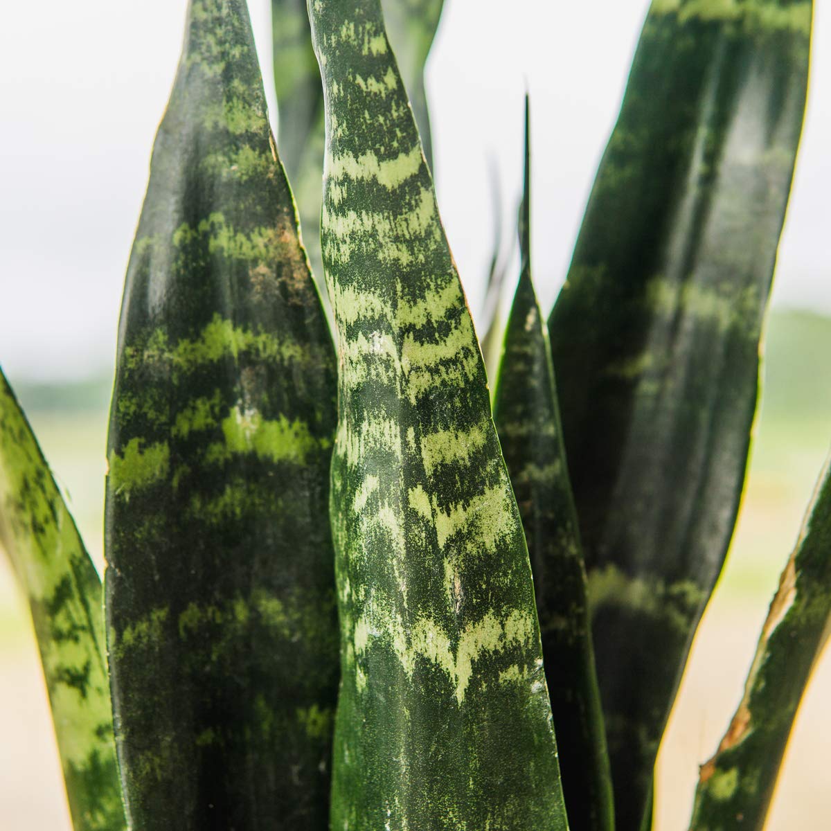 Perfect Plants Black Coral Snake Plant | Easy Care | Thrives in Low to Bright Light, Air Purifying 6in. Grower's Pot
