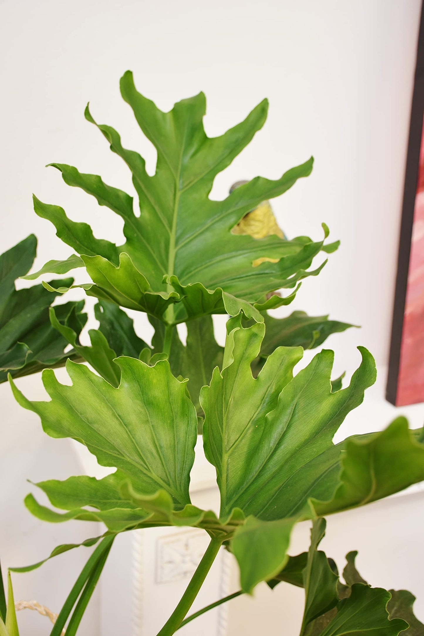 Philodendron Hope - Live Starter Plant - Thaumatophyllum Bipinnatifidum - Rare and Elegant Indoor Houseplant