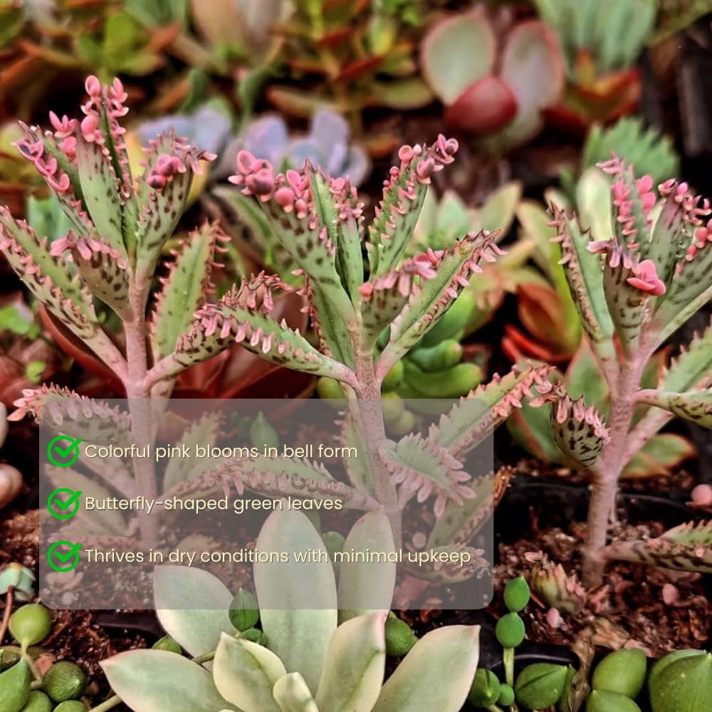 Live Kalanchoe Plant, Pink Butterfly Kalanchoe Plant in 2'' Pot, Mother of Thousands Succulents
