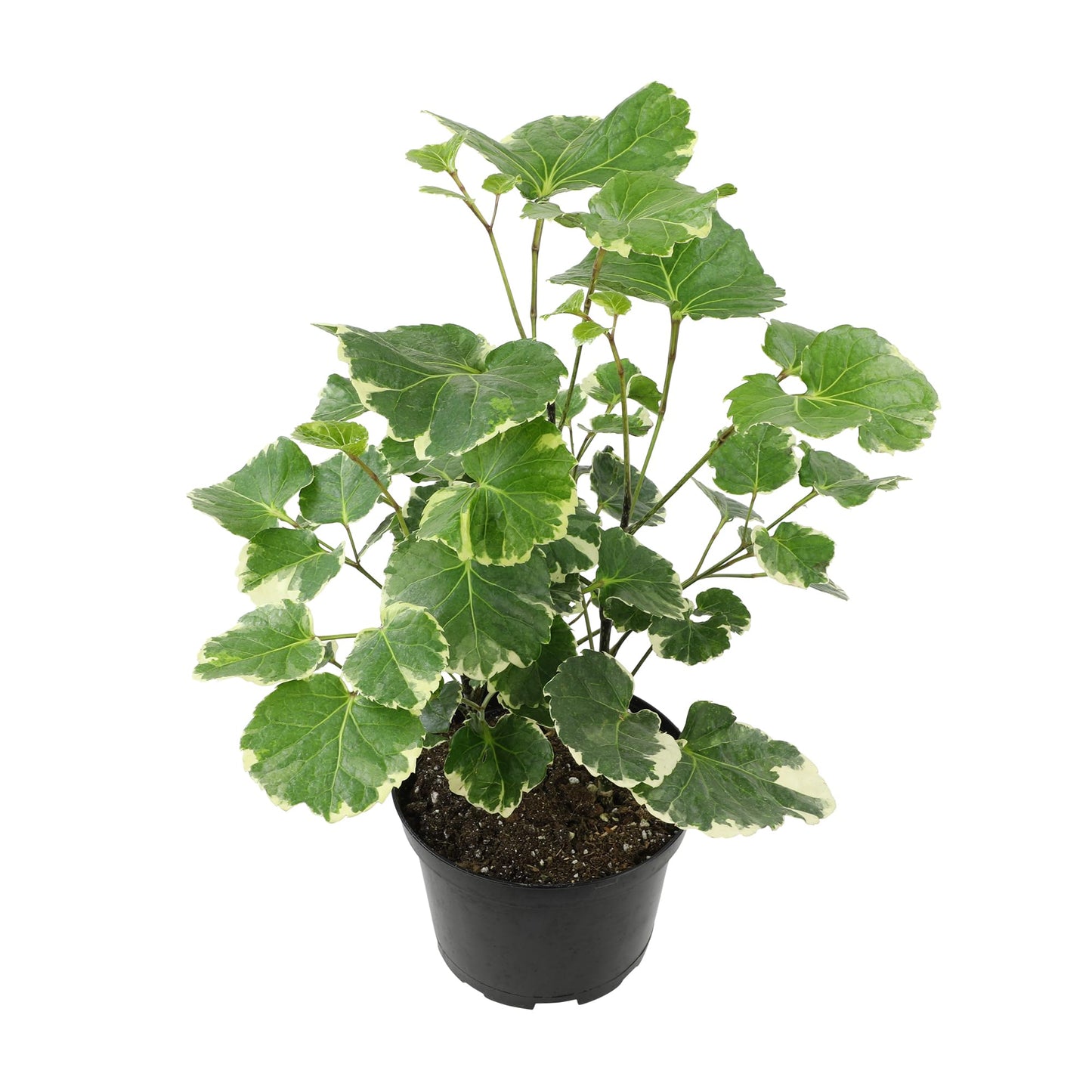 Dinner Plate Variegated Aralia Balfouriana in 6" Grower Pot, Rare Live Houseplant, Easy Care Plant for Home or Office by Plants for Pets