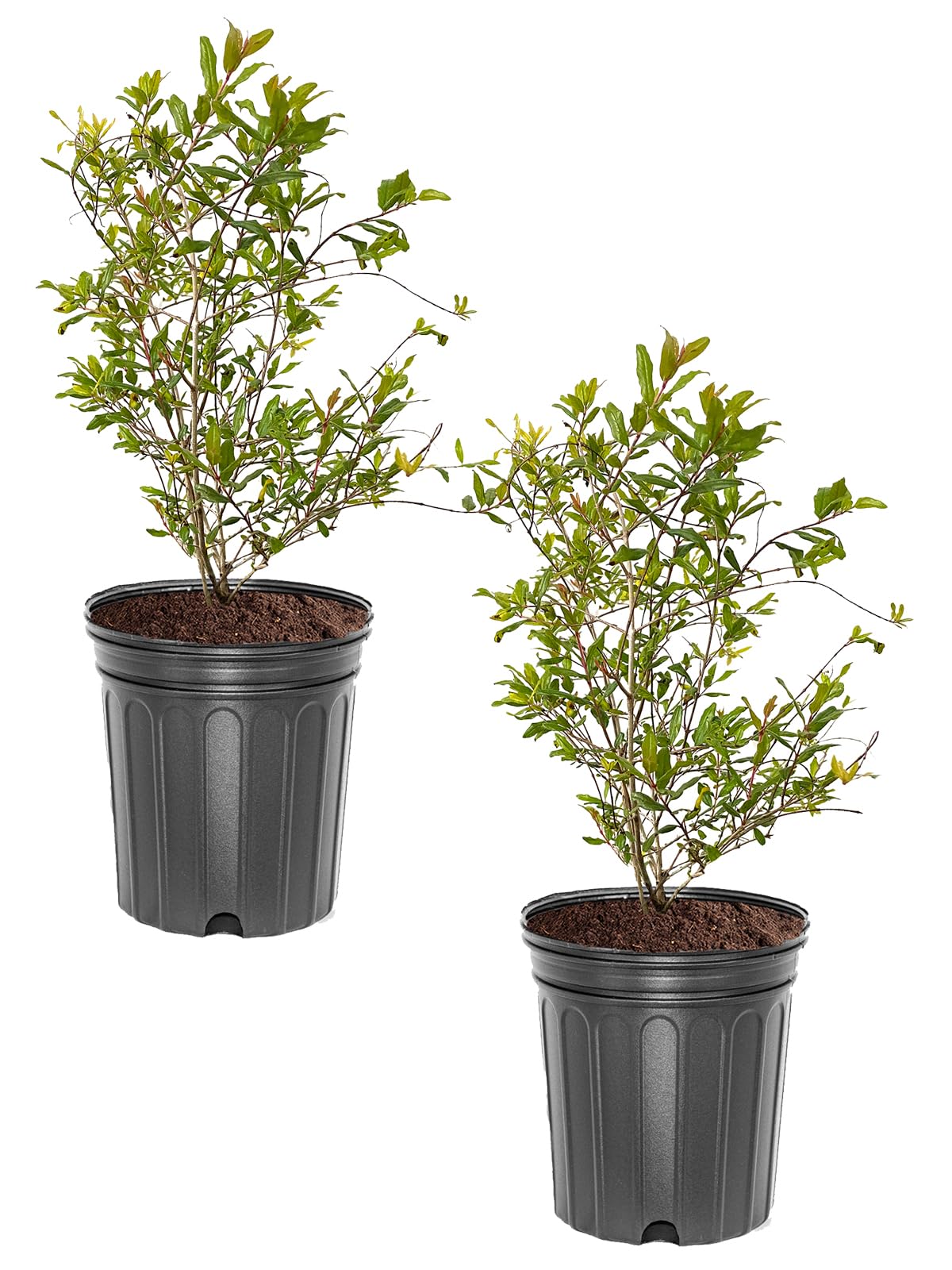 Wonderful Pomegranate Tree, Fruit Bearing, Hardy, 1 gal Nursery Pot, 12-18 in Tree Height (Due to Agricultural Laws, we Cannot Ship to CA, AZ, AK, or HI), 2 Pomegranates