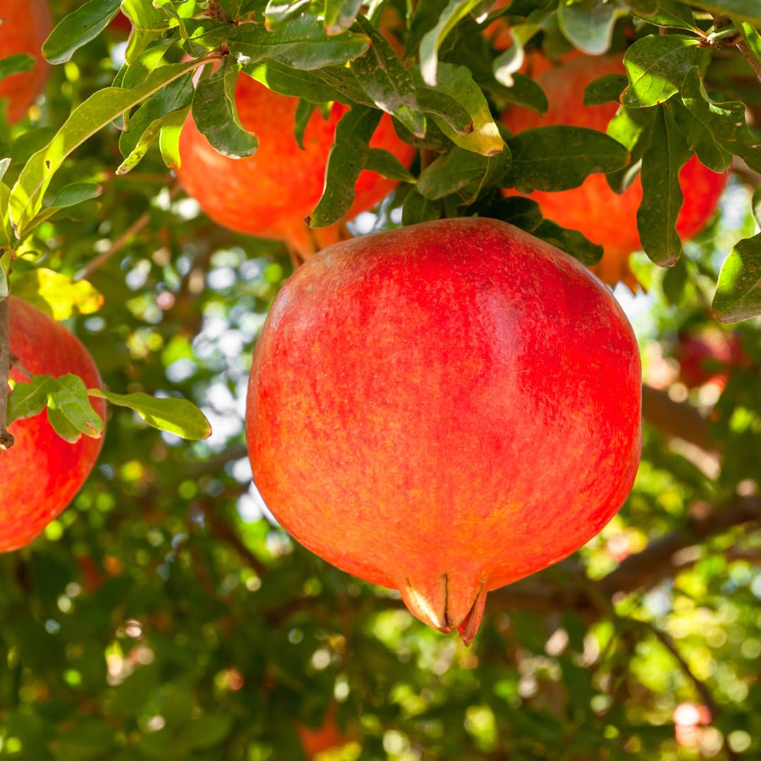 Pomegranate Tree Plant Live, Pomegranate Fruit Plant, 4 Inch Pot, Ready for Planting