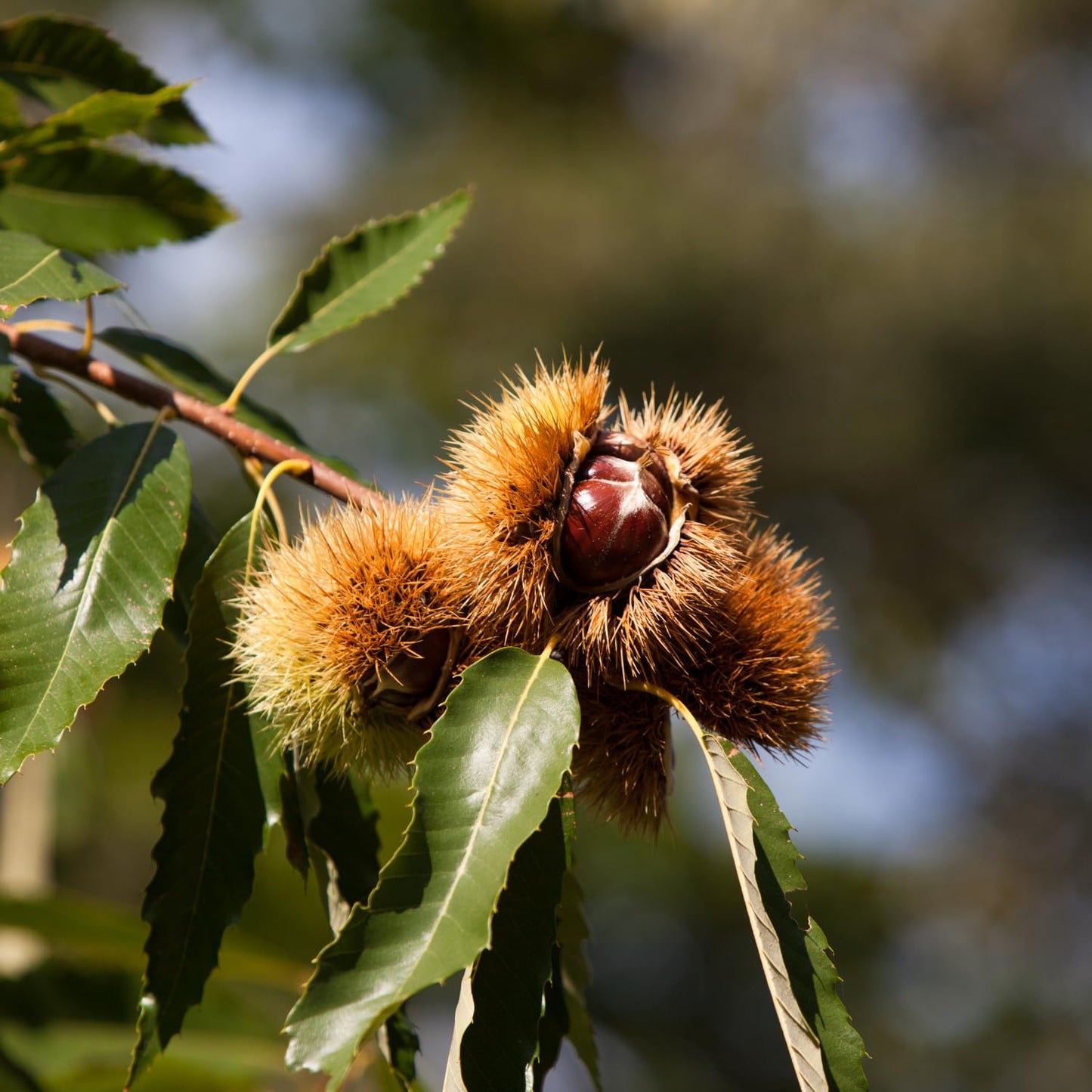 Live Chestnut Tree 6–12 Inch Tall Seedling, Chestnut Nut Tree Plant for Outdoor Planting, Hardy Garden Tree