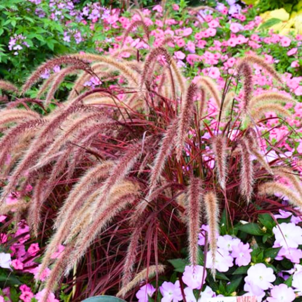 2 Red Fountain Grass Plants Live, Deep Burgundy Ornamental Grass Live Plants for Planting, 4-7" Tall, Well Rooted