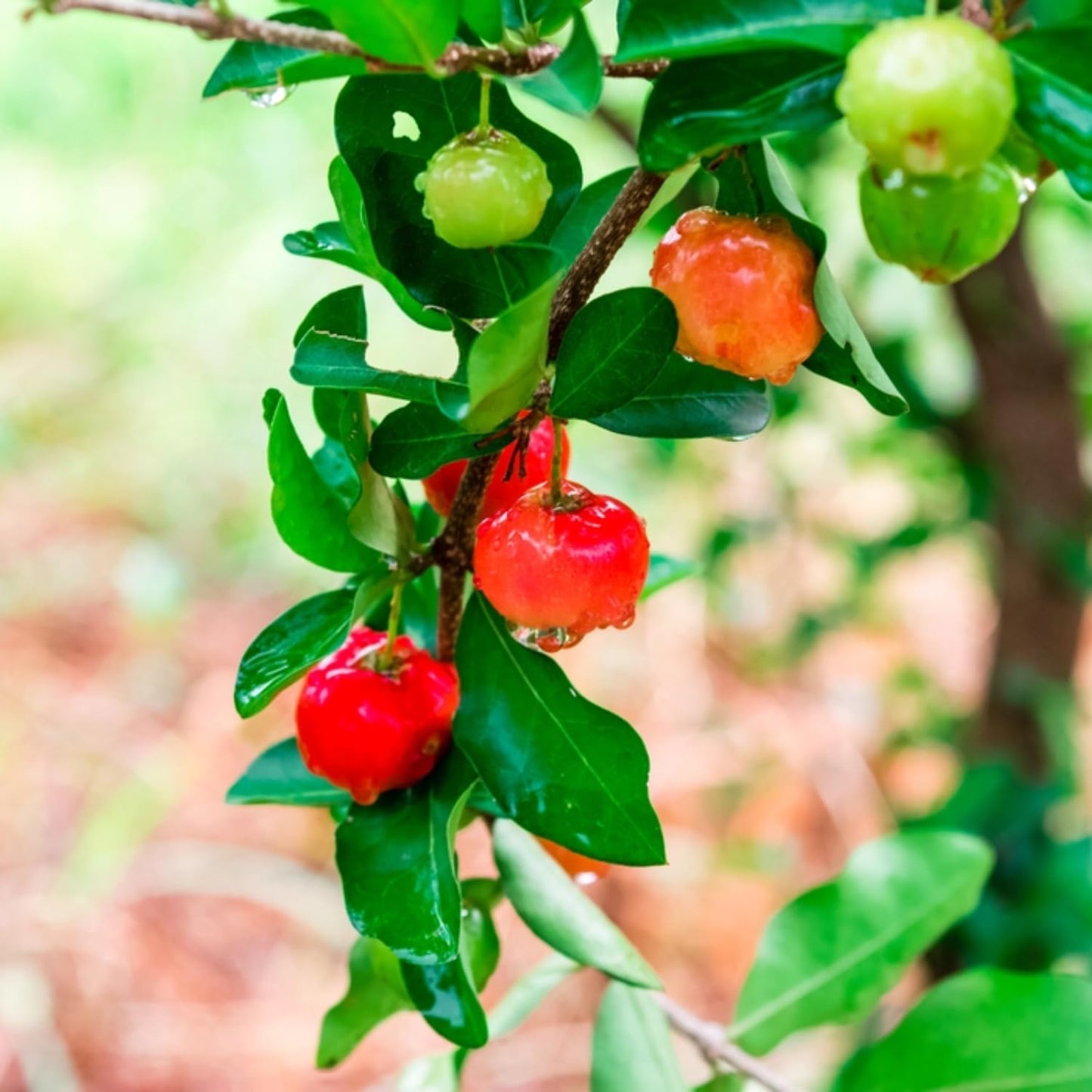 Dwarf Barbados Cherry Plant Live, Acerola Red Cherry Seedlings, 5-9” Tall, Cherry Fruit Trees for Backyard