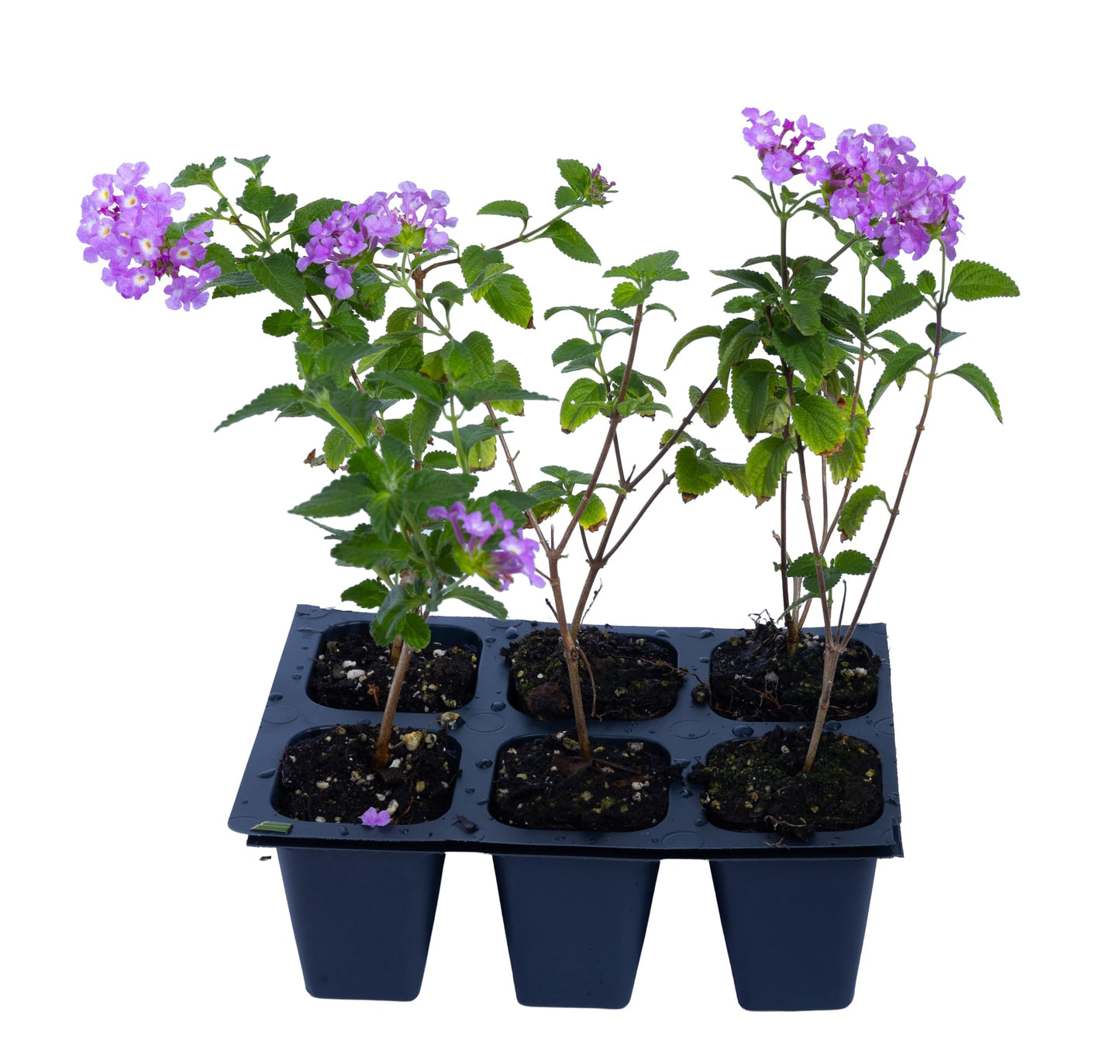 3 Purple Trailing Lantanas, Live Plants – Continuous Blooms, Thriving in 2.5” Nursery Cubes