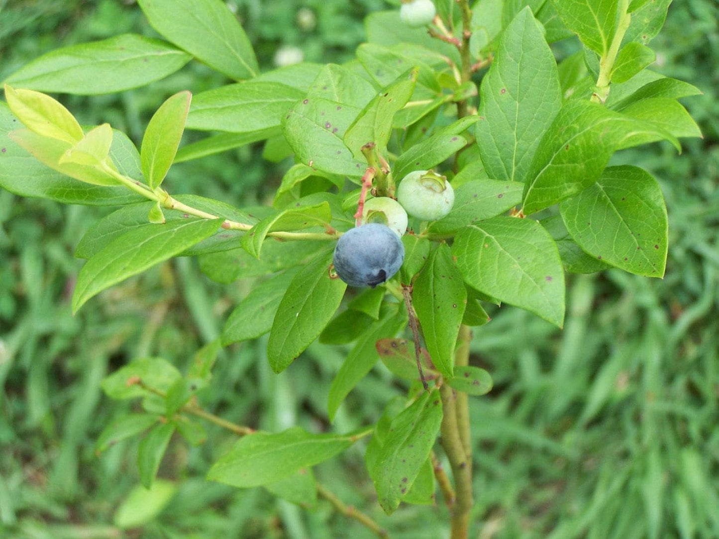Live Plant - 5 Duke Blueberry Bushes/Shrubs - 10-12" Tall - 2 Year Old Plants
