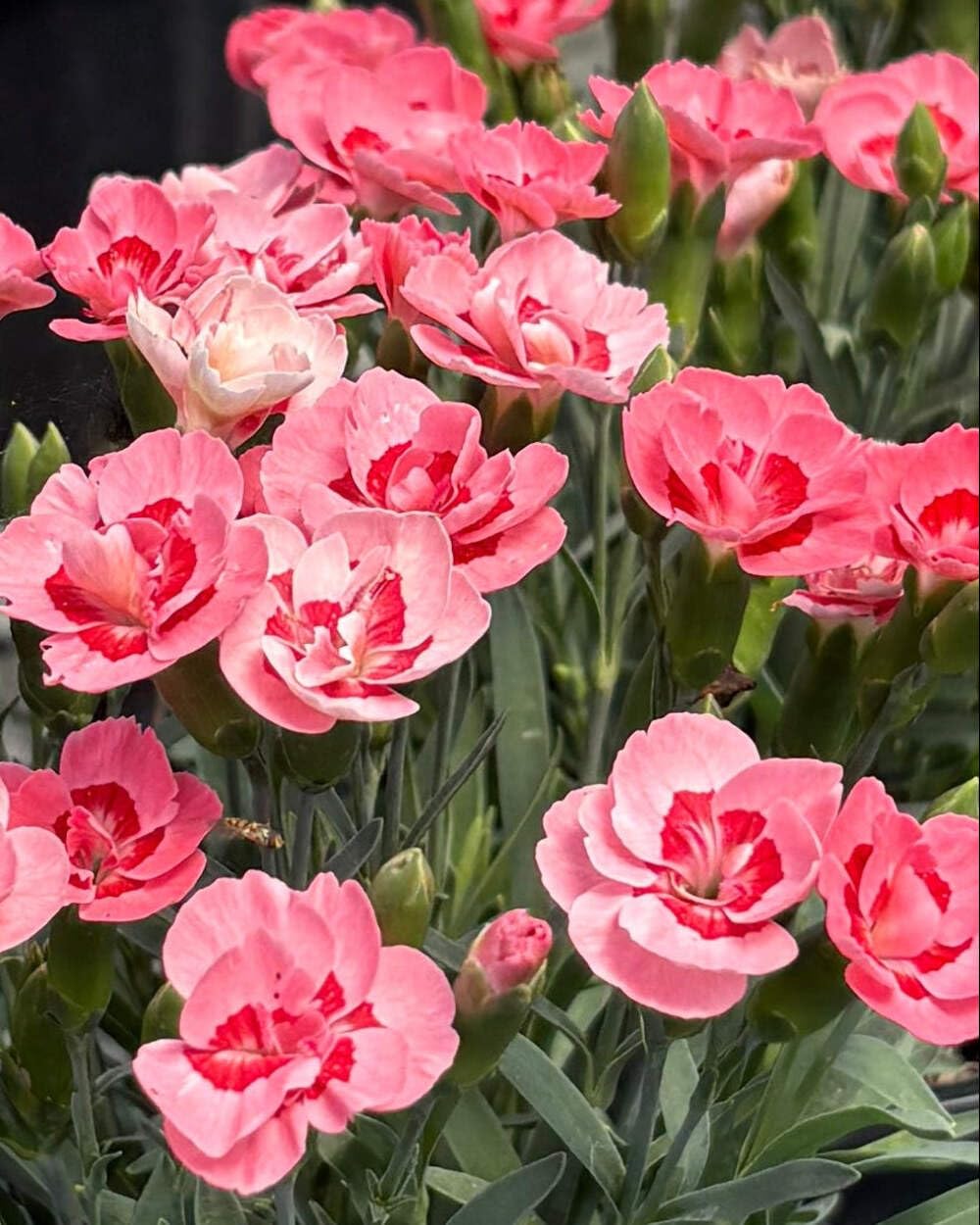 Perennial Farm Marketplace Dianthus x Everlast™ Peach (Garden Pinks) Live Perennial, Size-#1 Container, Long-Blooming Reddish-Orange Flowers, Fragrant