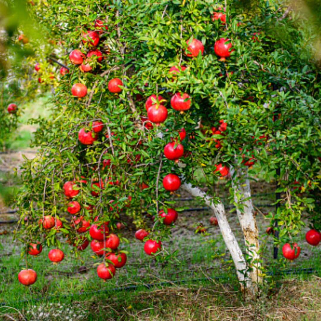 Pomegranate Tree Live Plant, 5 to 9 Inch Tall, Potted Pomegranate Plant, Pomegranate Fruit Tree, 4 Inch Pot Pomegranate Plants Live, Pomegranate Bush, Red Pomegranate Tree
