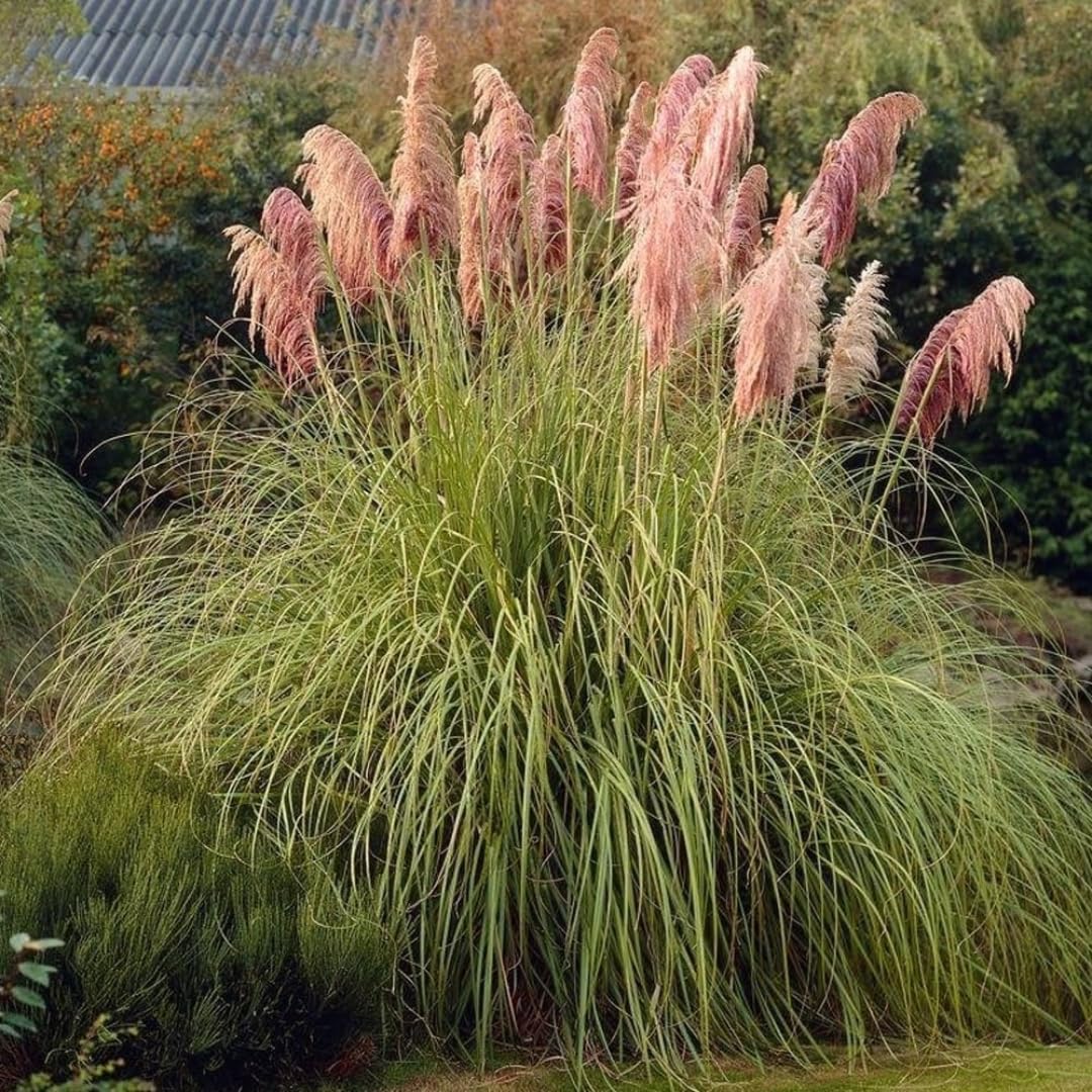 Ornamental Grass Seedlings Live Plant, Fully Rooted Pruned Back to 5 to 9 Inc in Tall Grasses Live Plants Perennial (Pink Pampas)